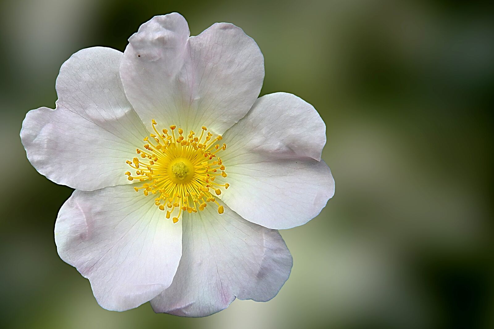 Nikon Coolpix P900 sample photo. Wild rose, rose, blossom photography
