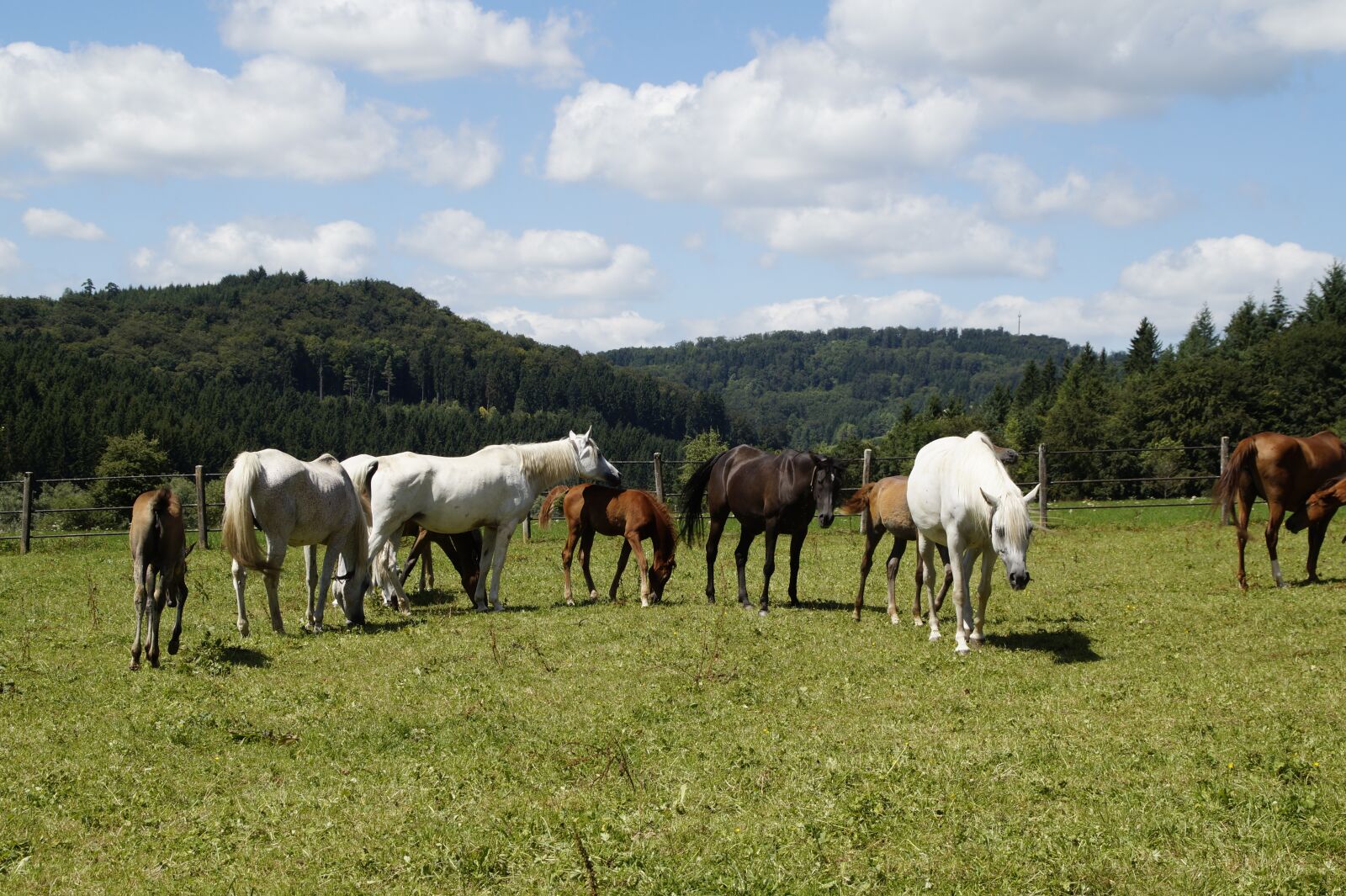 Sony SLT-A58 sample photo. Mares, foal, arabs photography