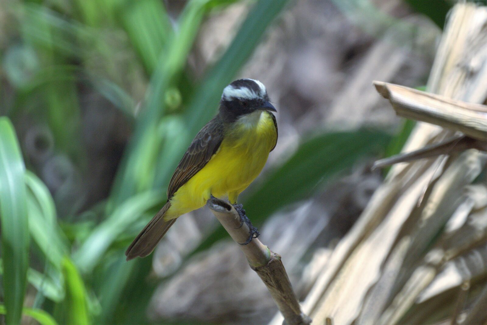 Sony SLT-A58 sample photo. Nature, ave, bird photography