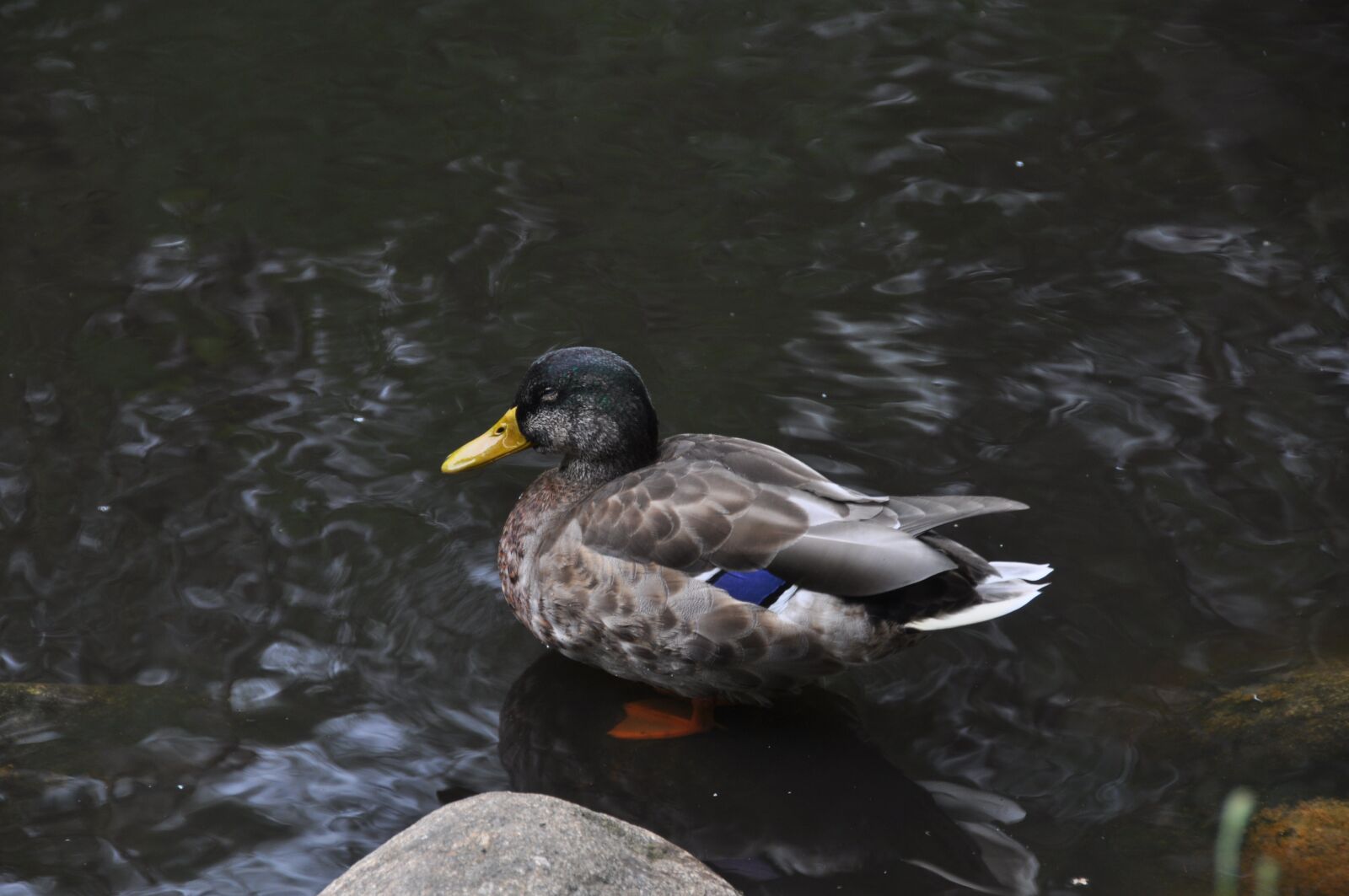 Nikon D90 sample photo. Bird, nature, animal photography