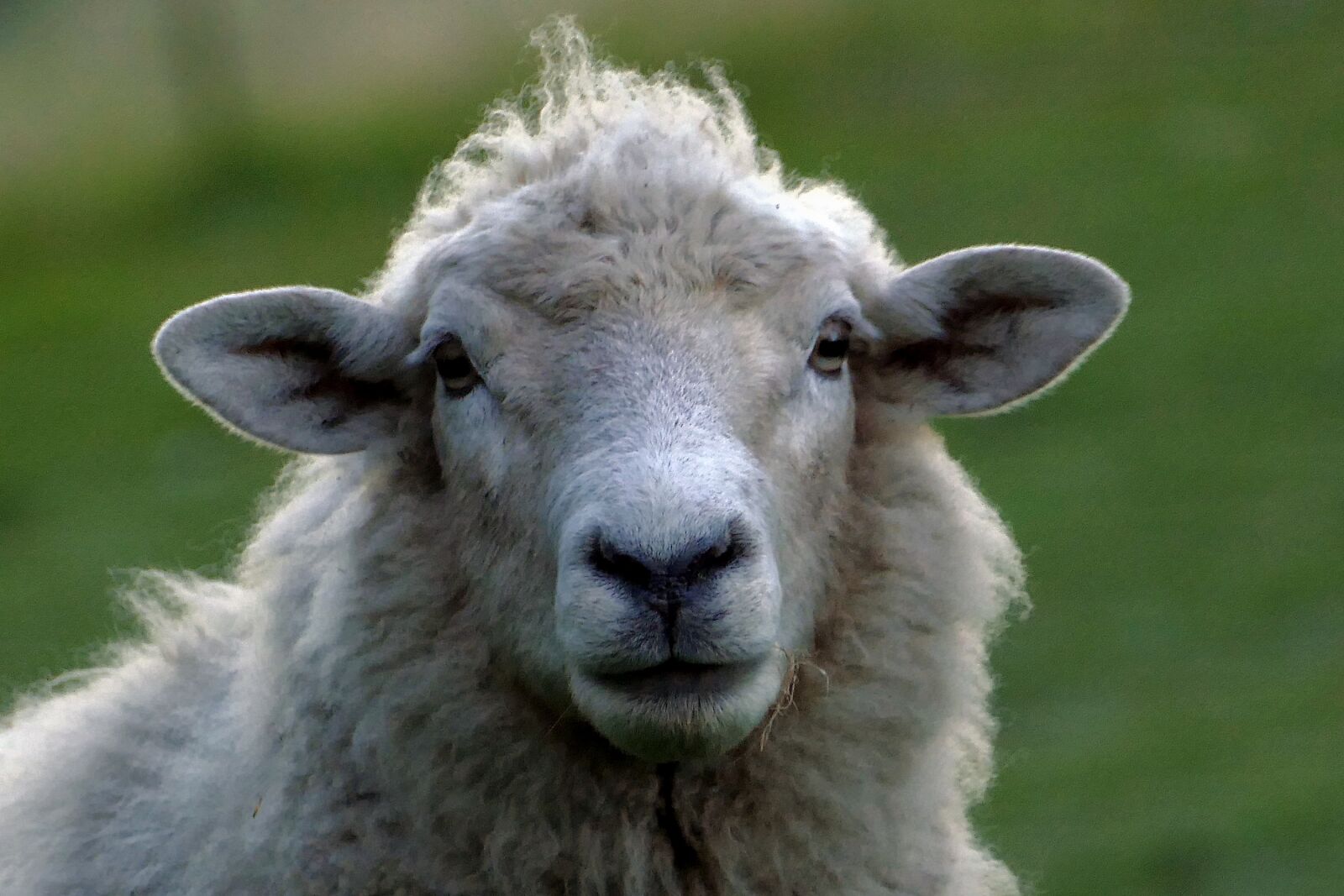 Panasonic Lumix DMC-FZ1000 sample photo. Sheep, portrait, livestock photography