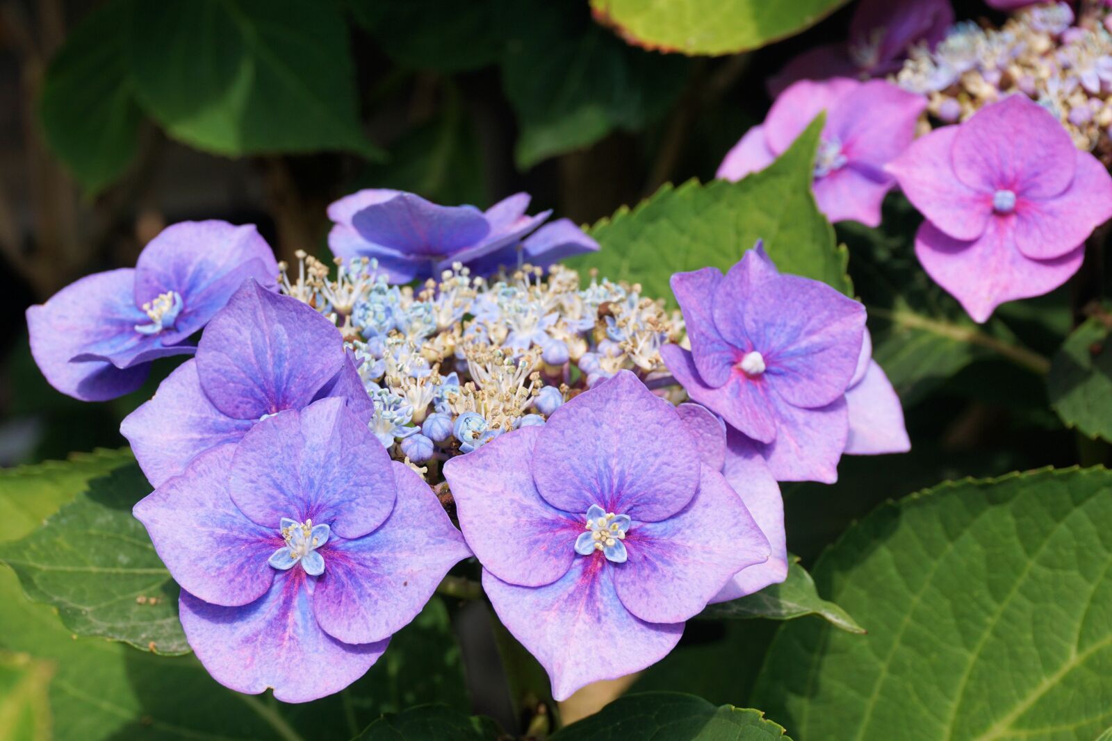 Sony a6000 sample photo. Hydrangeas, flower, blossom photography