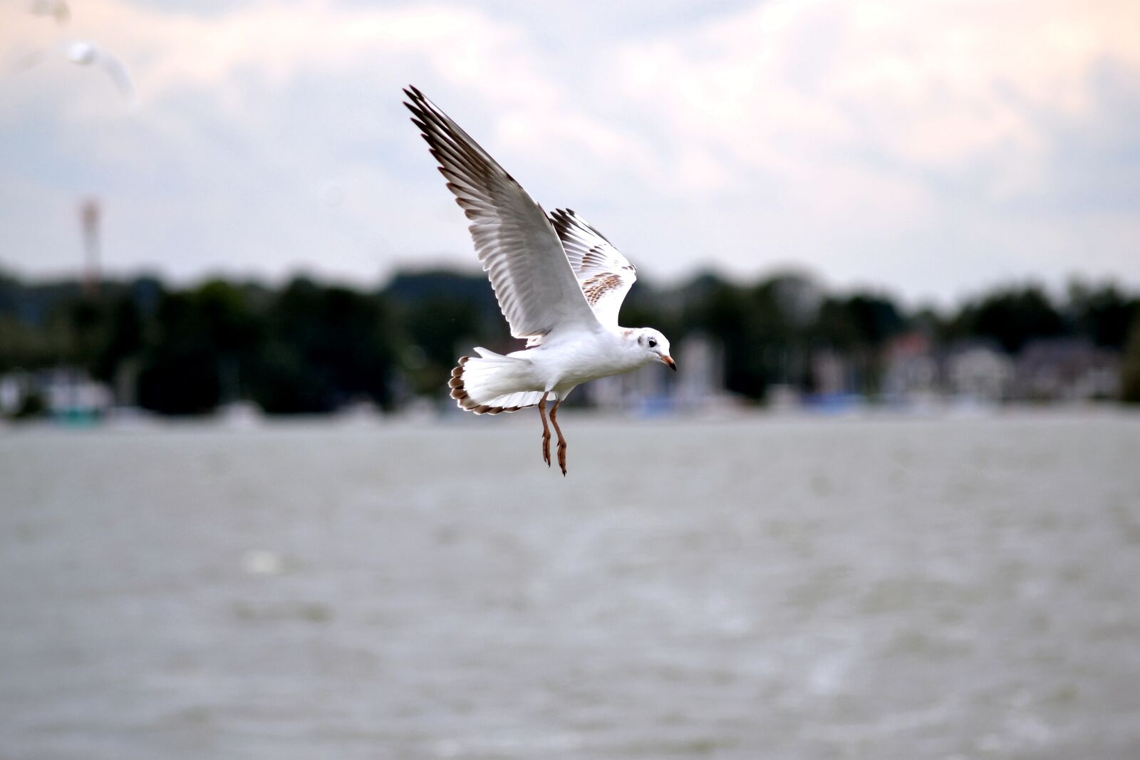 Nikon D3100 sample photo. Seagull, bird, close up photography