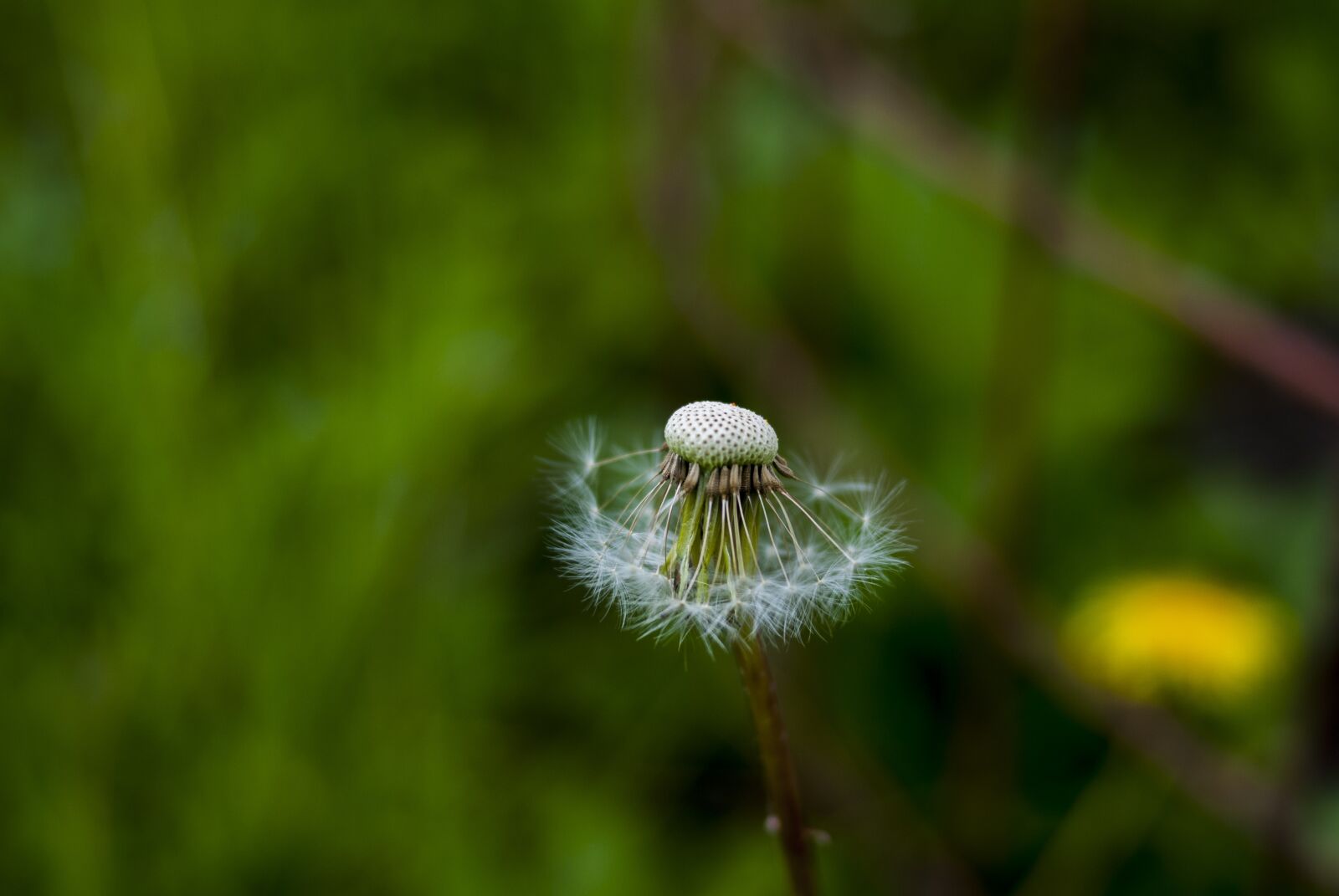 Nikon D60 sample photo. Nature, taraxacum, plant photography