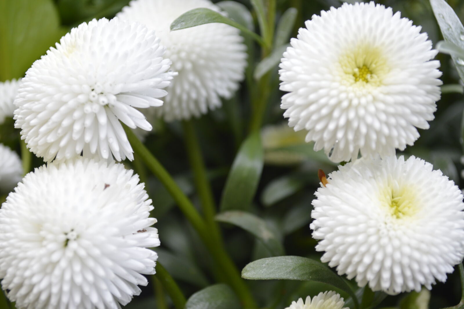 Nikon D3200 sample photo. Flowers, green, spring, white photography