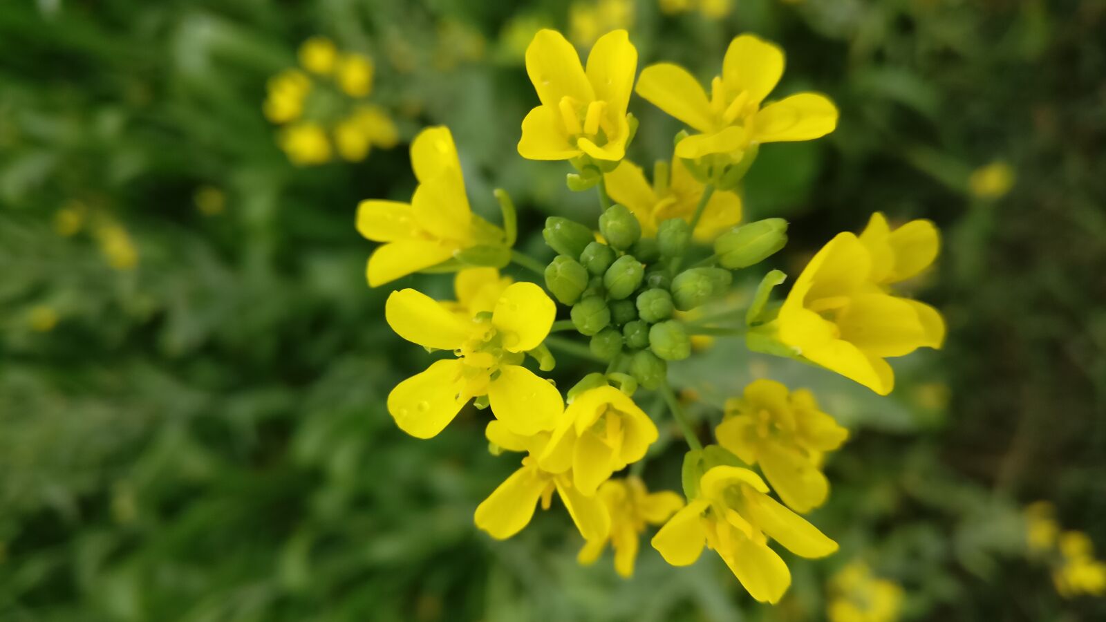 OnePlus A3003 sample photo
