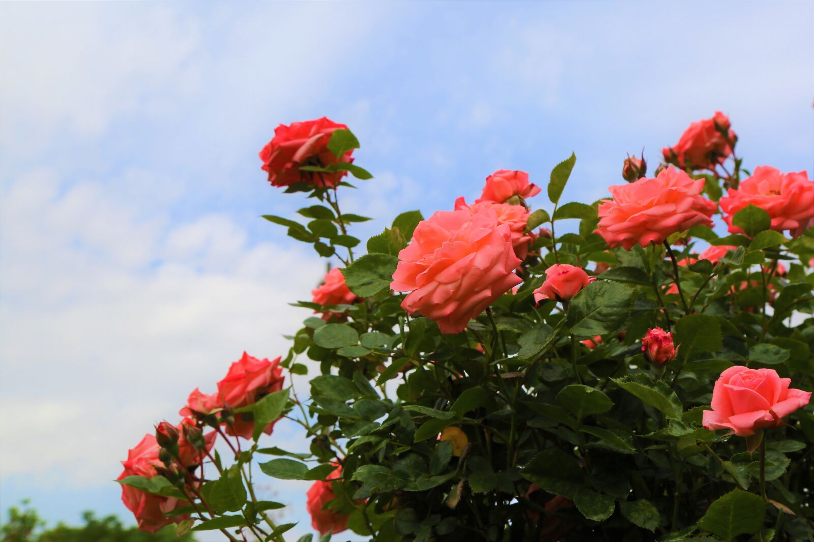 Canon EOS 5D Mark III sample photo. Rose, nature, love photography