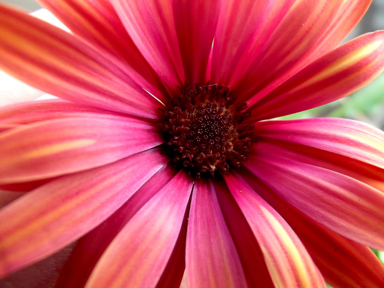 Fujifilm FinePix S2980 sample photo. Daisy, flower, red photography