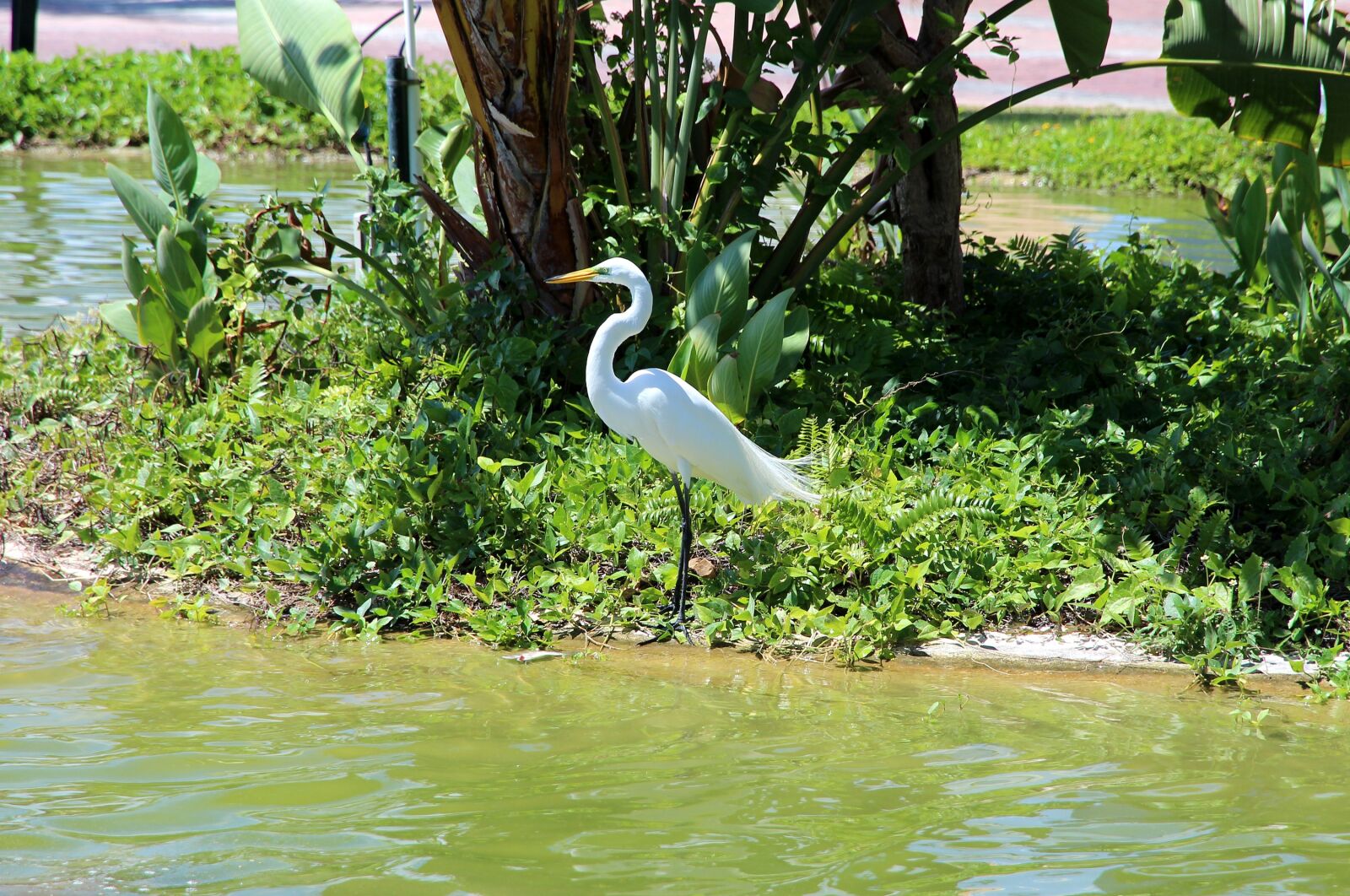 Canon EOS 650D (EOS Rebel T4i / EOS Kiss X6i) sample photo. Heron, ardea alba, egret photography