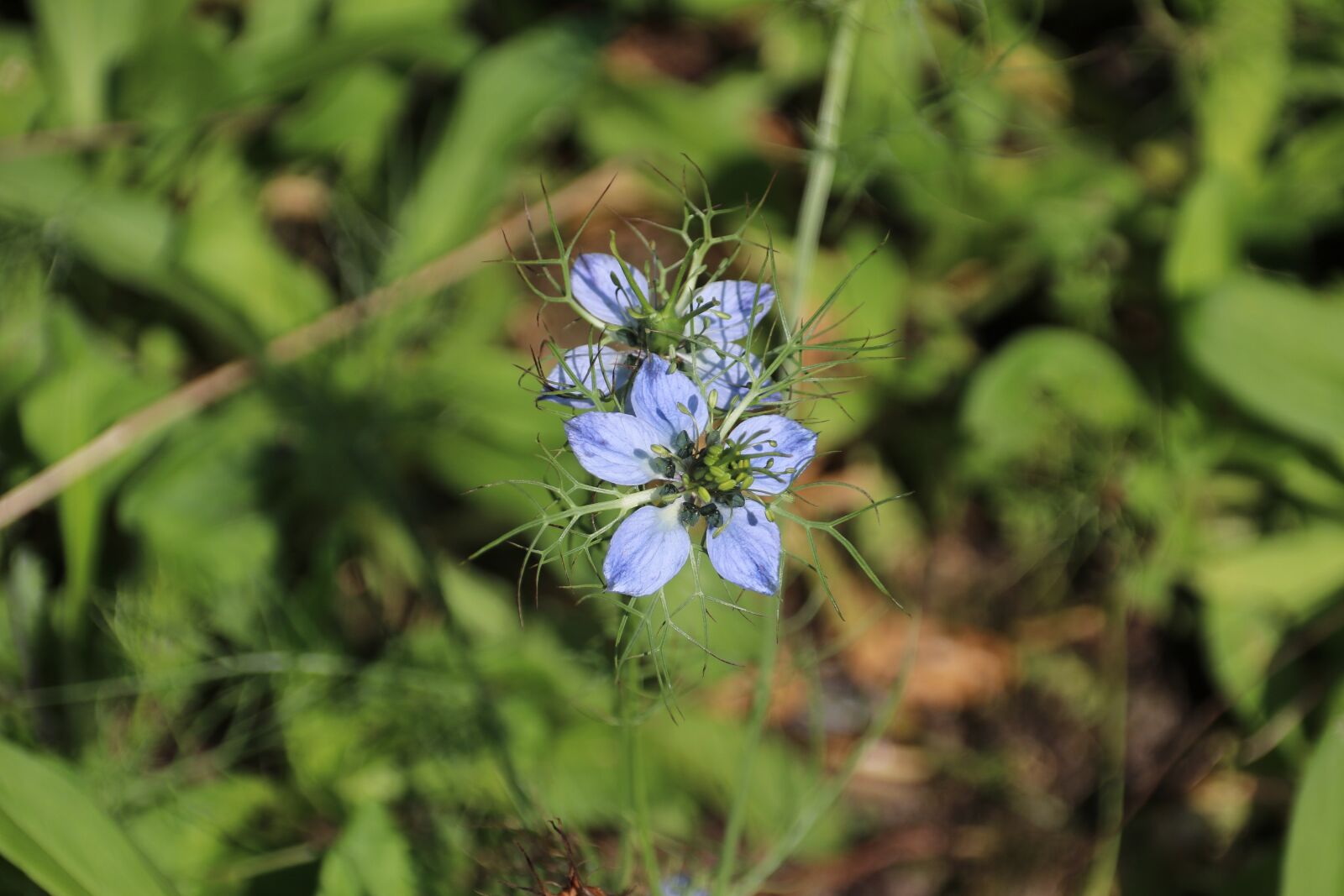 Canon EOS 80D sample photo. Blue, floral, plant photography