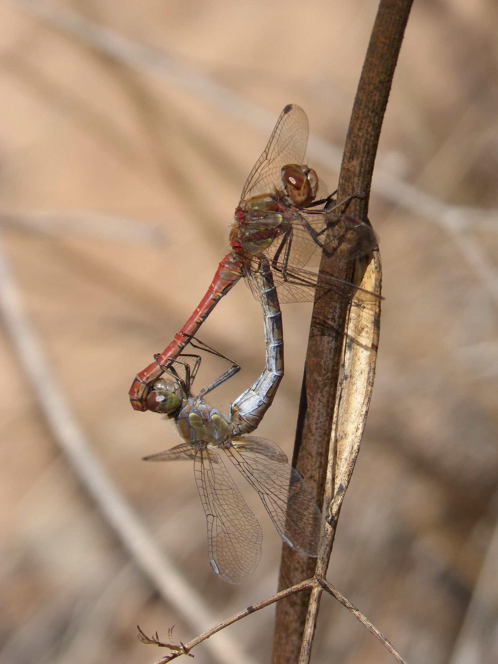 Panasonic DMC-FZ62 sample photo. Dragonflies, couple, copulation photography