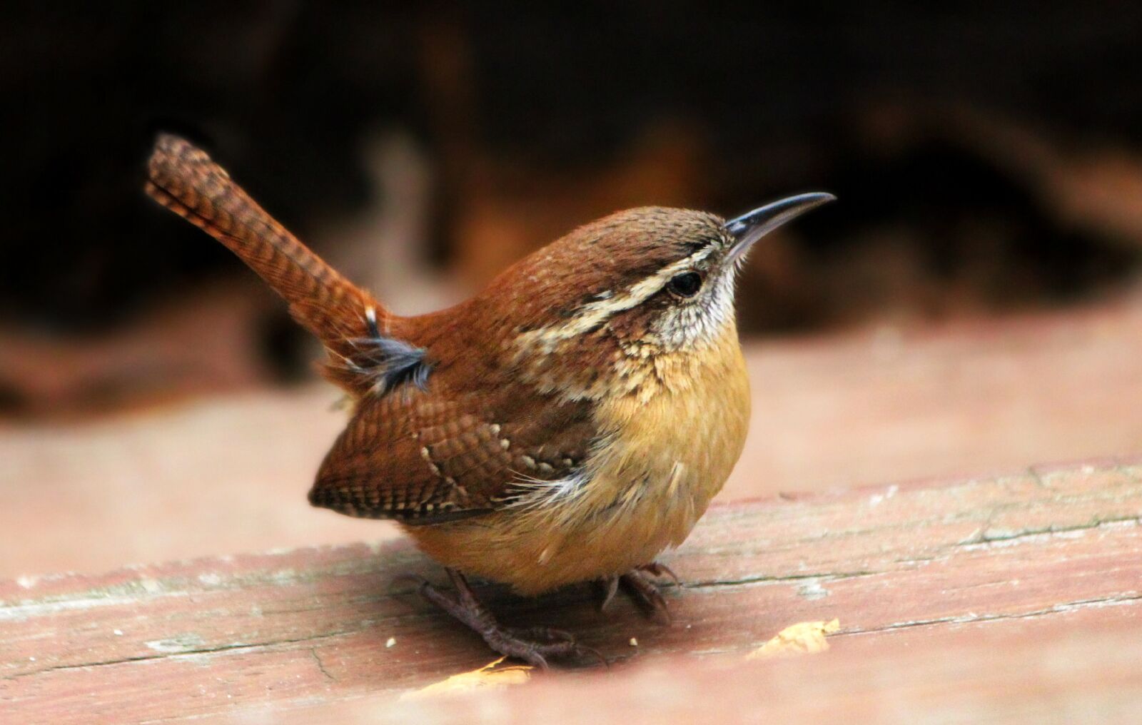 Canon EOS 600D (Rebel EOS T3i / EOS Kiss X5) sample photo. Wren, carolina wren, bird photography