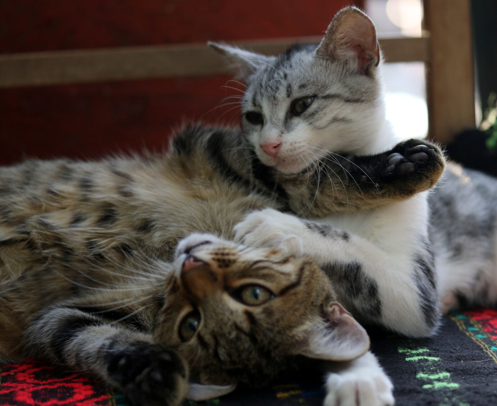 Canon EF-S 60mm F2.8 Macro USM sample photo. Cats, love, two photography