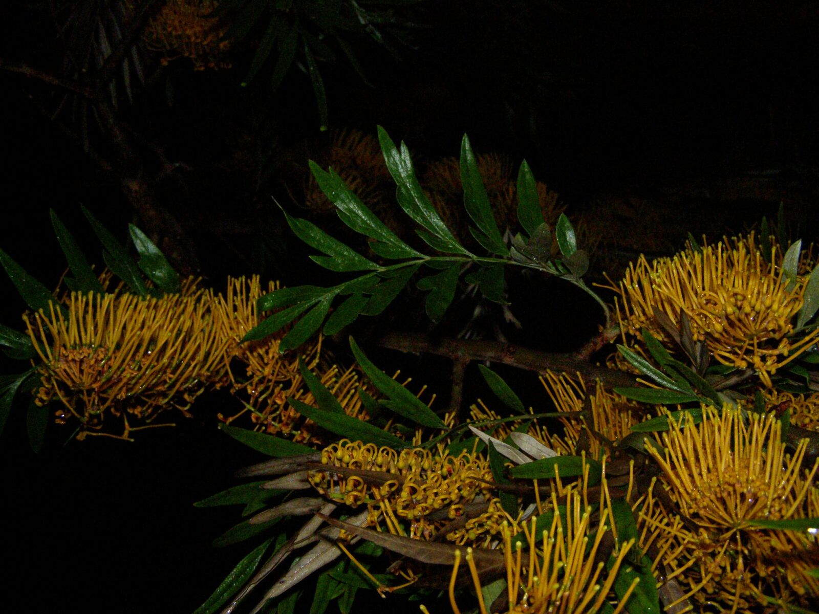 Olympus SP510UZ sample photo. Tree, flowers, yellow photography