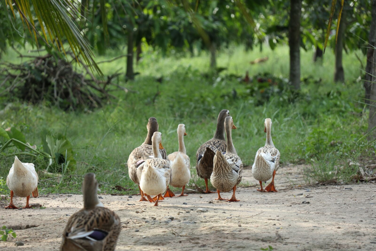 Canon EF-M 18-150mm F3.5-6.3 IS STM sample photo. Ducks, farm, grass photography