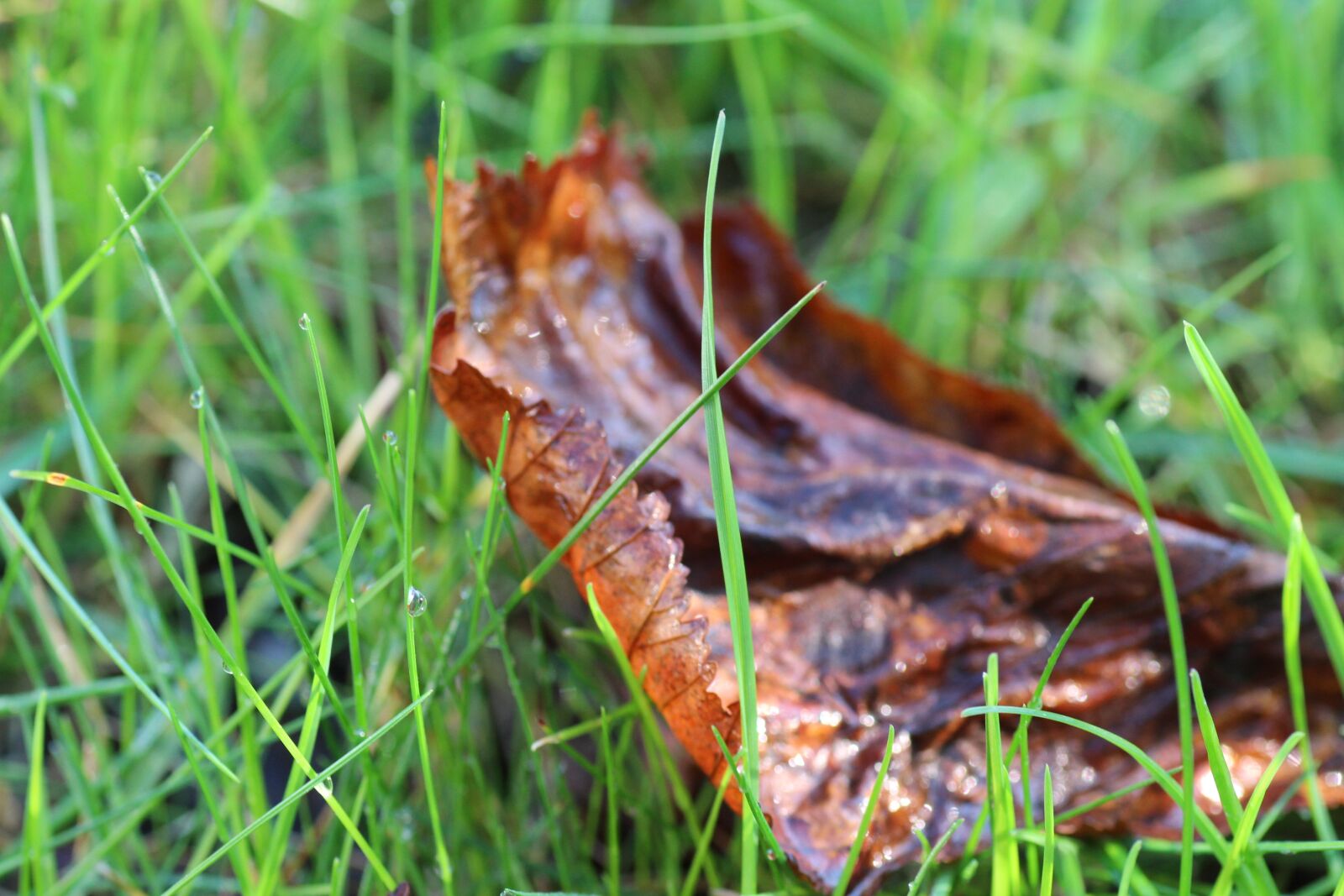 Canon EOS 600D (Rebel EOS T3i / EOS Kiss X5) sample photo. Grass, leaves, dew photography