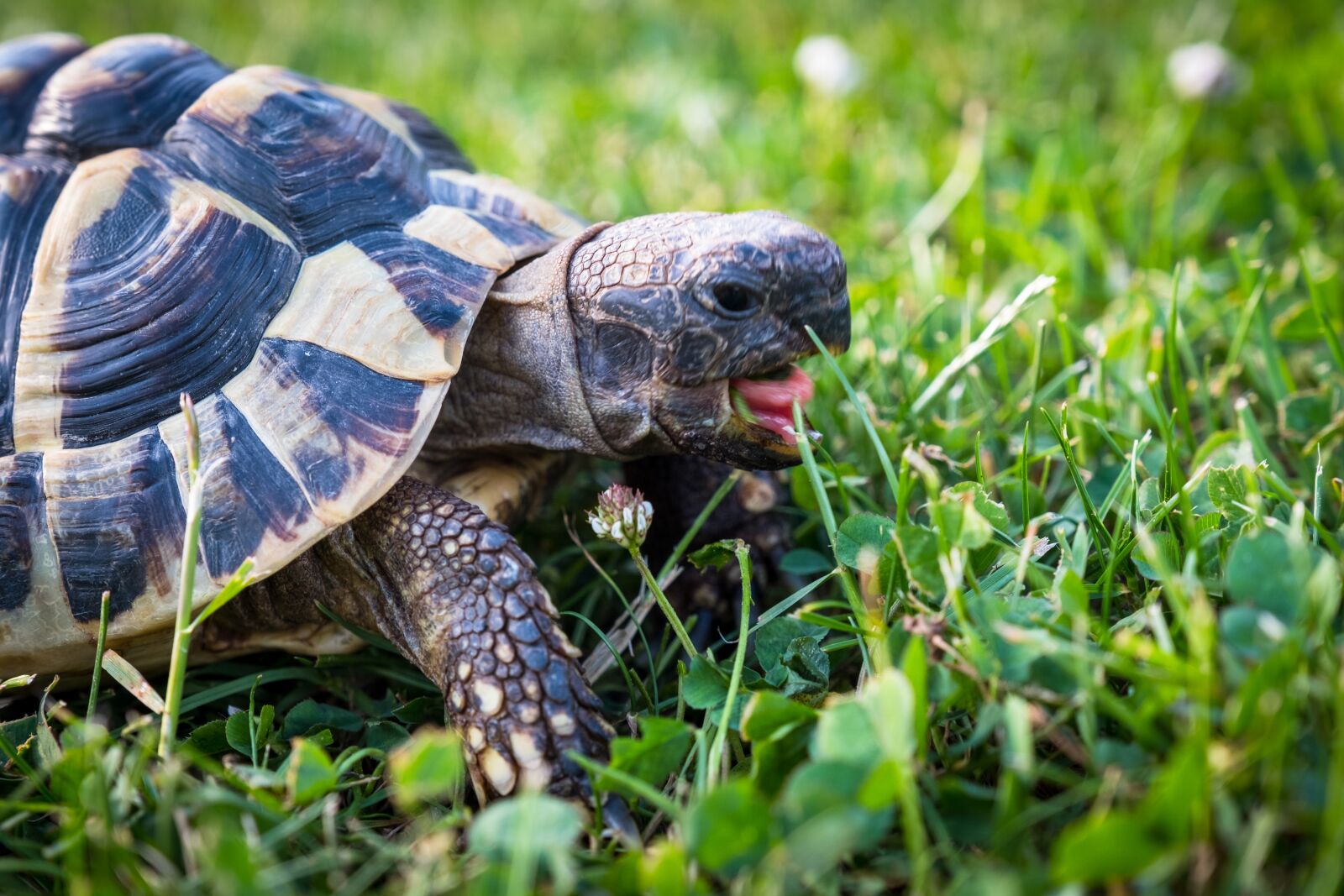 Fujifilm X-T2 sample photo. Turtle, greek tortoise, reptile photography