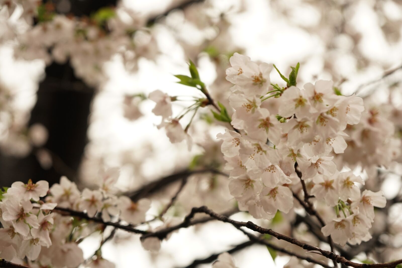 Sony a6500 + Sony Vario-Tessar T* E 16-70mm F4 ZA OSS sample photo. Cherry blossom, wuhan, flower photography
