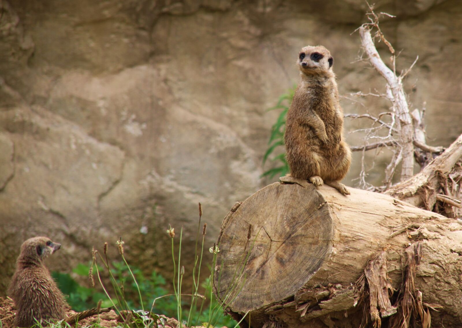 Canon EOS 500D (EOS Rebel T1i / EOS Kiss X3) sample photo. Zoo, meerkat, animal photography
