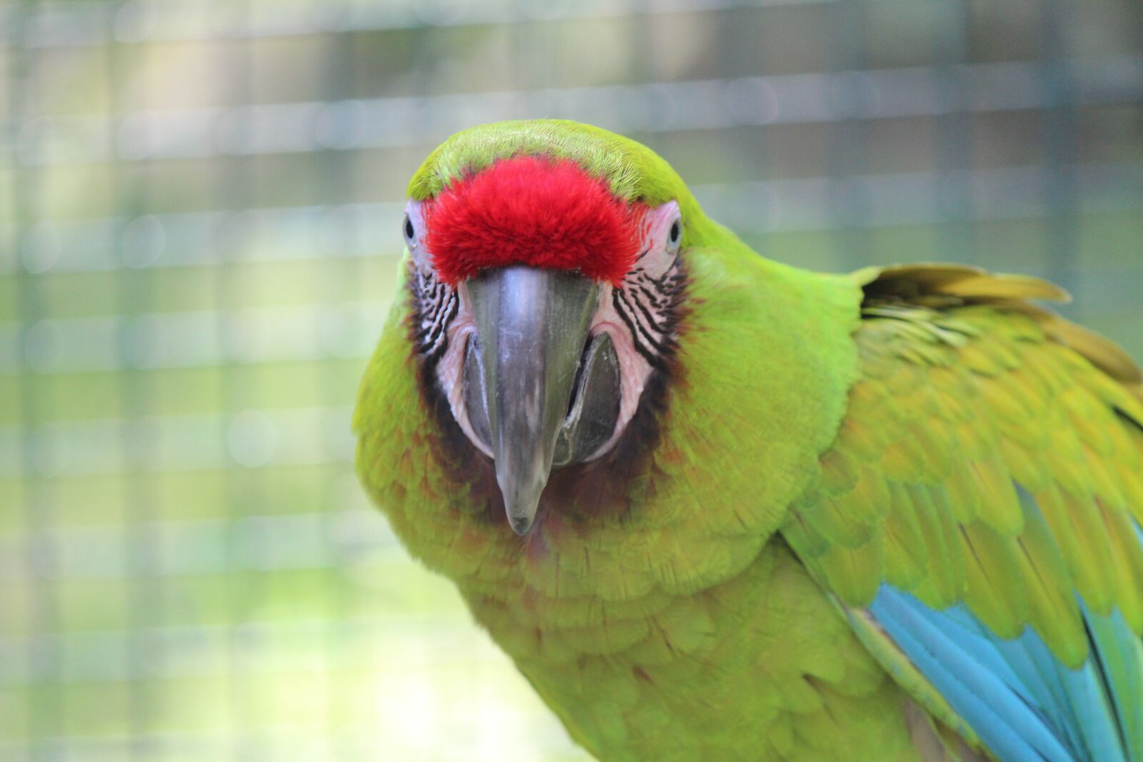 Canon EOS 600D (Rebel EOS T3i / EOS Kiss X5) + Canon EF-S 55-250mm F4-5.6 IS II sample photo. Parrot, closeup, green photography