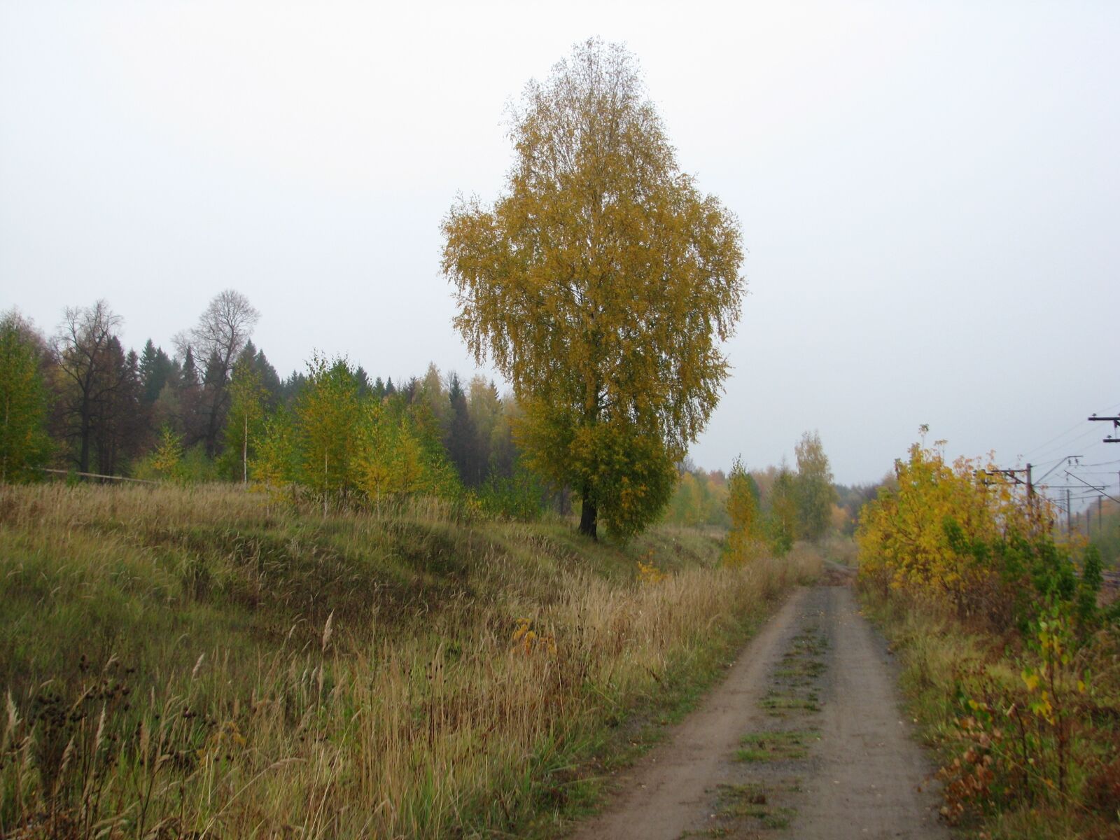 Canon POWERSHOT S5 IS sample photo. Road, autumn, autumn forest photography