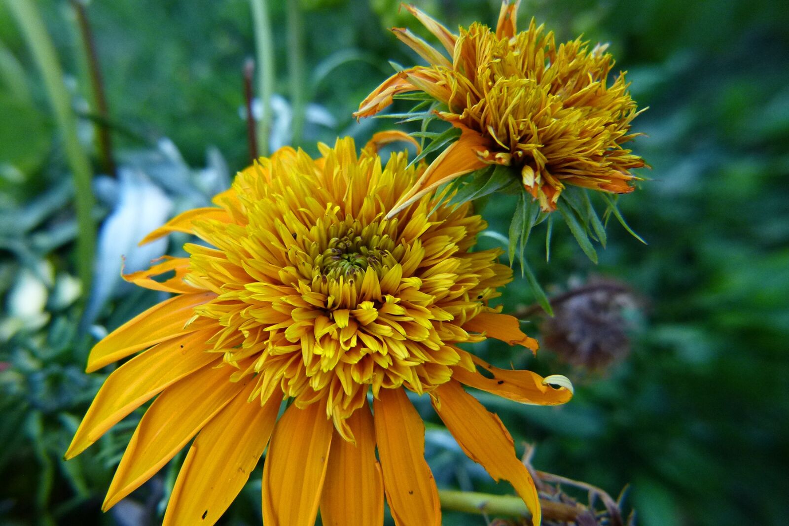 Panasonic Lumix DMC-FZ100 sample photo. Flower, yellow, garden photography