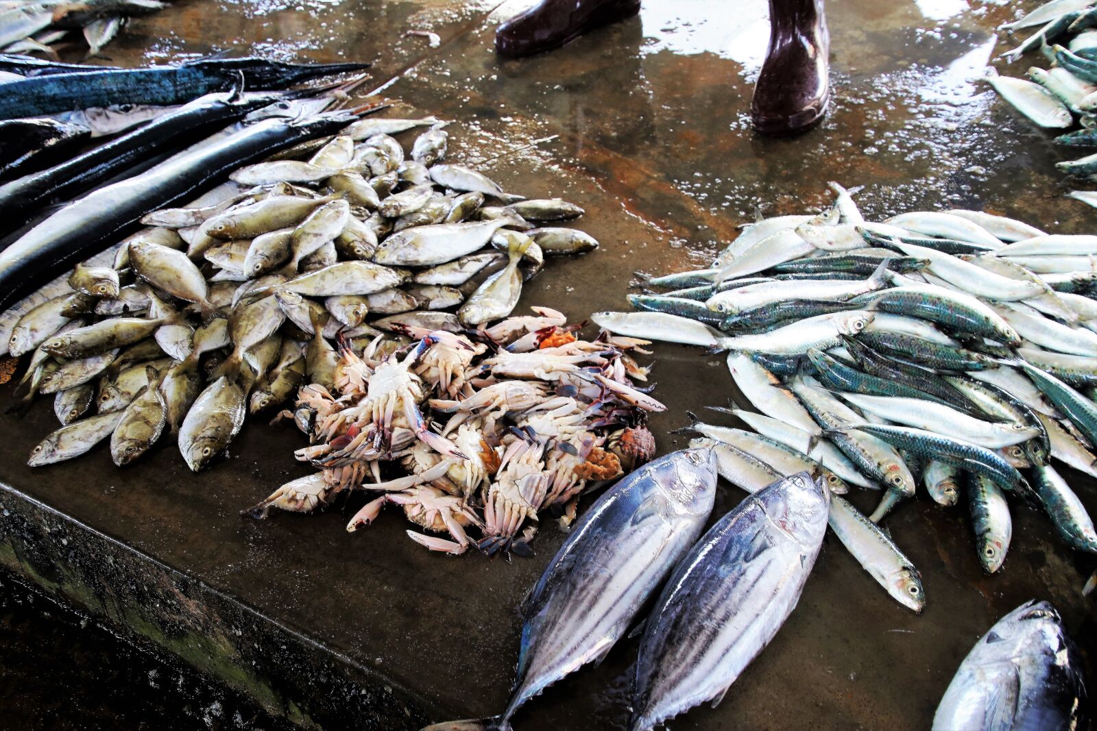 Canon EOS 80D sample photo. Fish market, wet, seafood photography