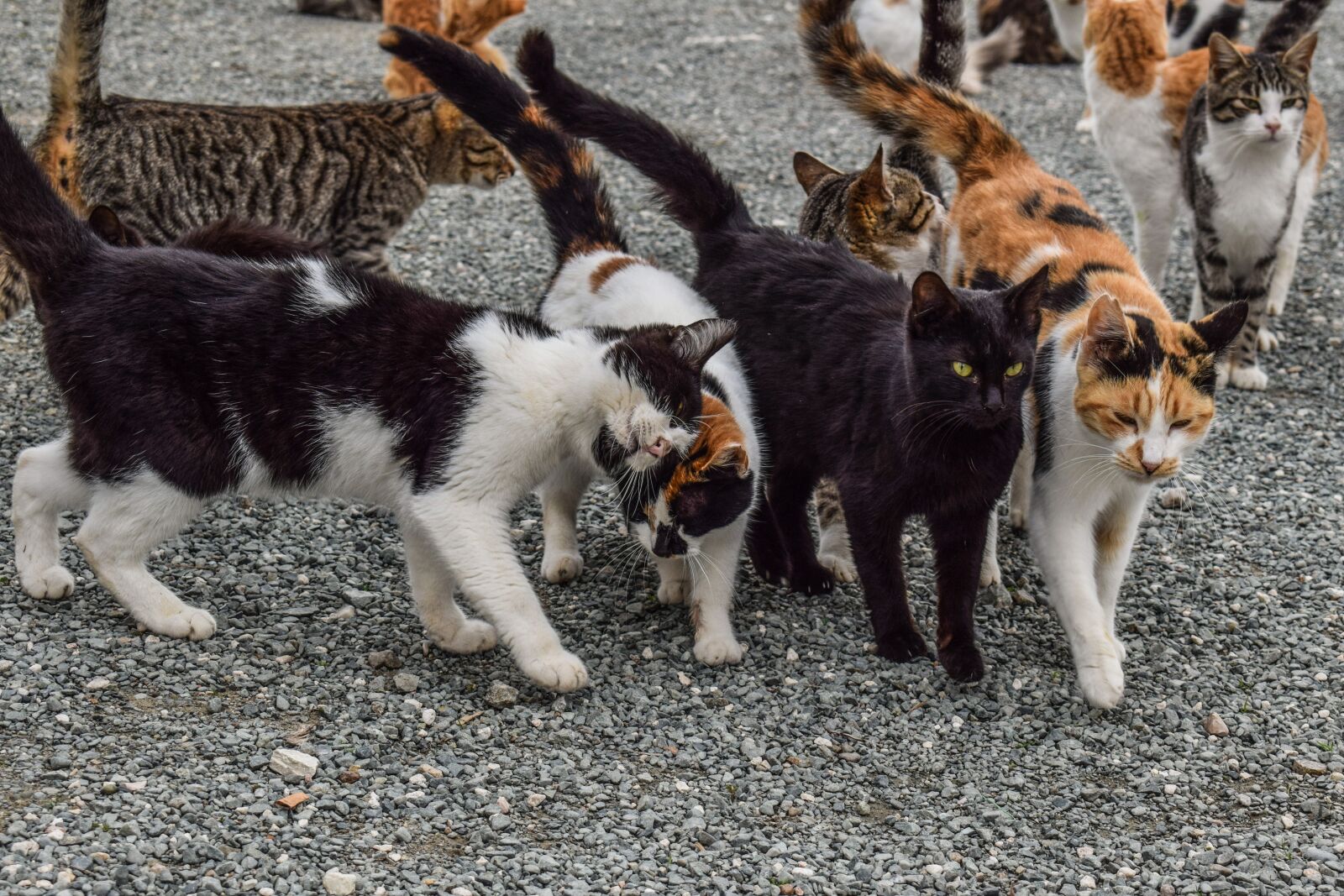 Nikon D3300 sample photo. Cats, feral, feline photography