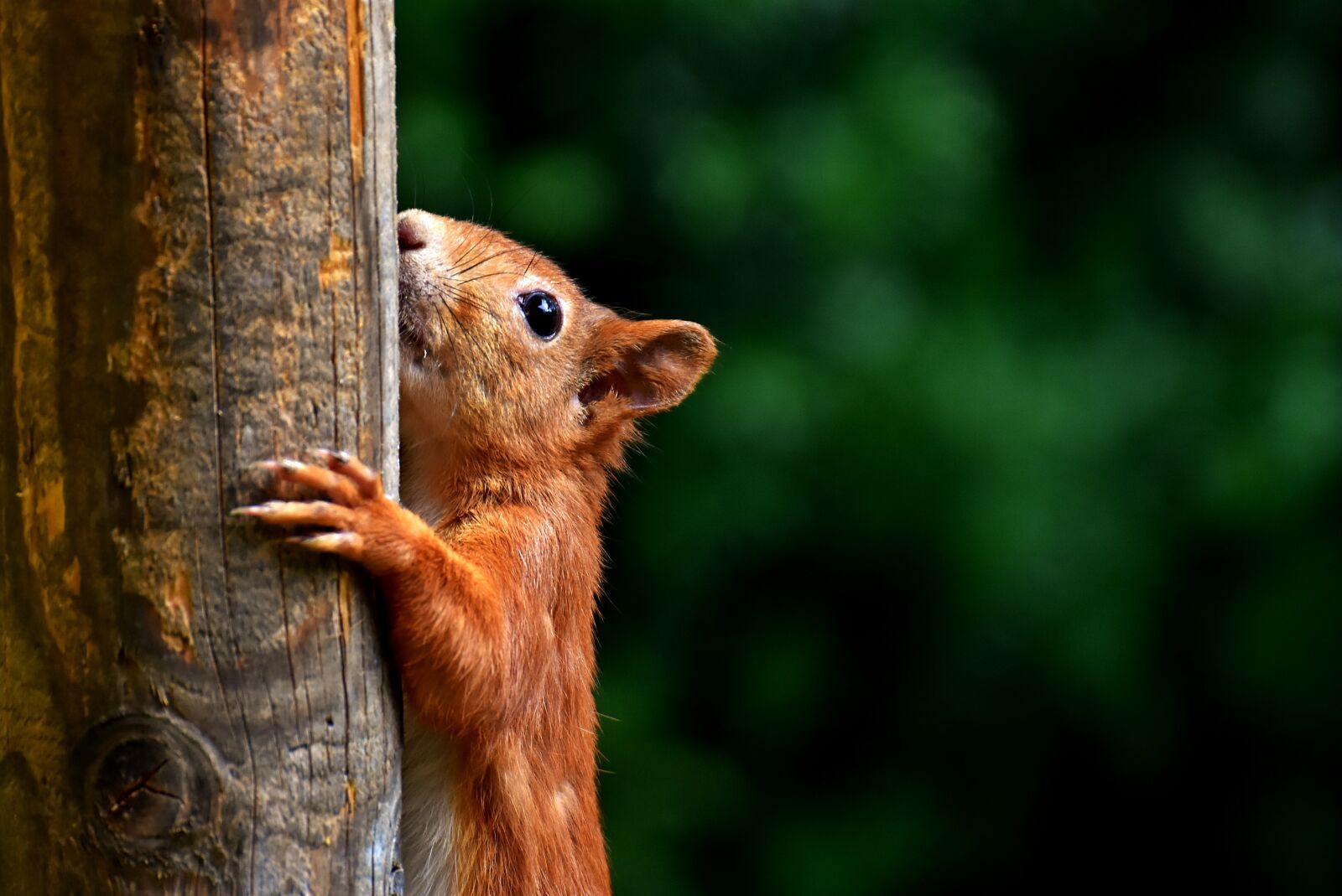 Nikon D7200 sample photo. Squirrel, cute, animal photography