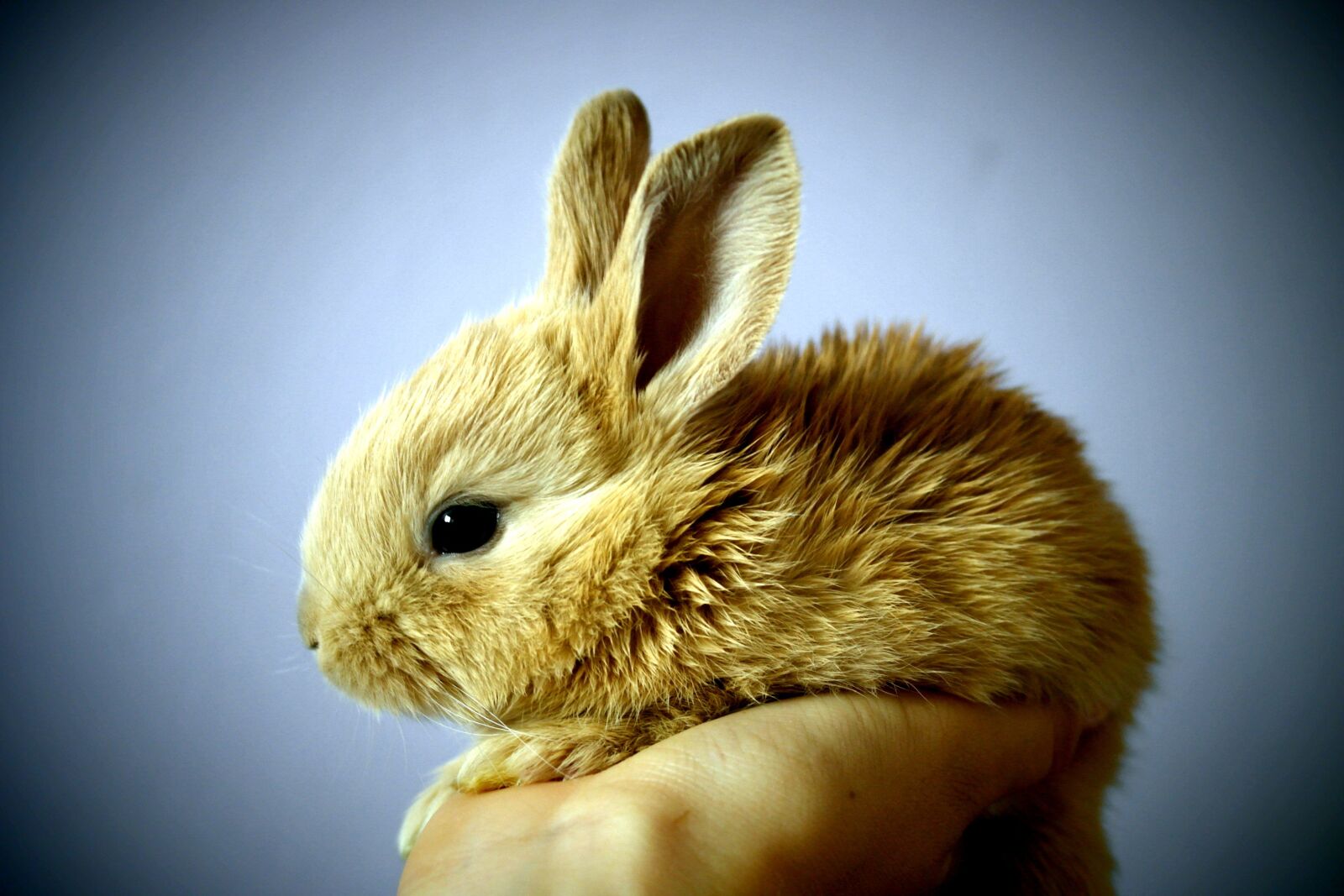 Samsung NX1000 sample photo. Cute rabbit, brown bunny photography