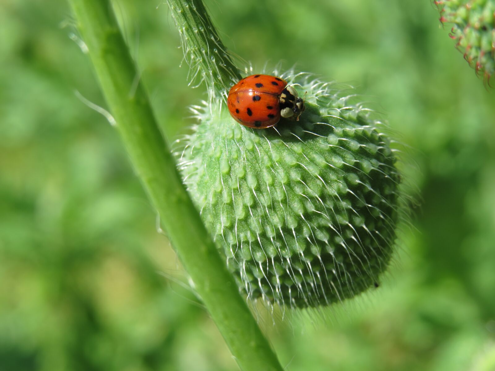 Canon PowerShot SX50 HS sample photo. Ladybug, himugüegeli, poppy photography