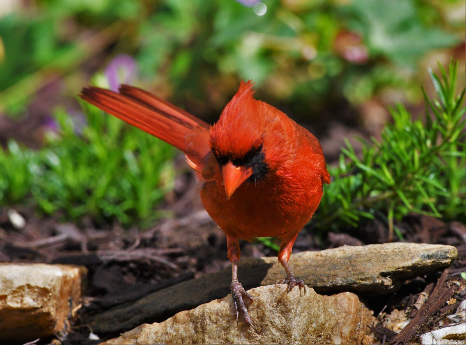 Nikon D850 sample photo. Bird, redbird, cardinal photography