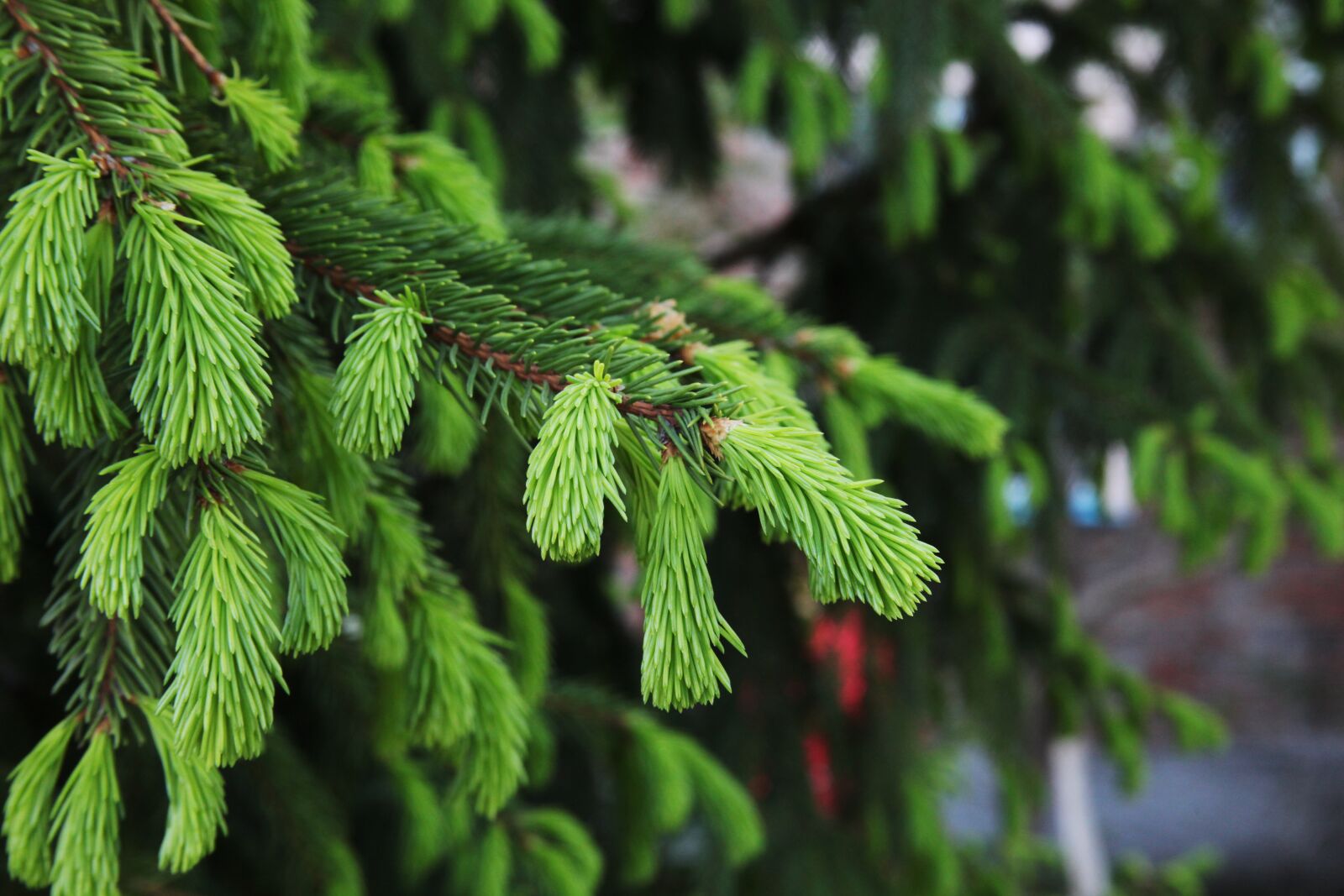 Canon EOS 5D Mark II sample photo. Spruce, green tree, needles photography