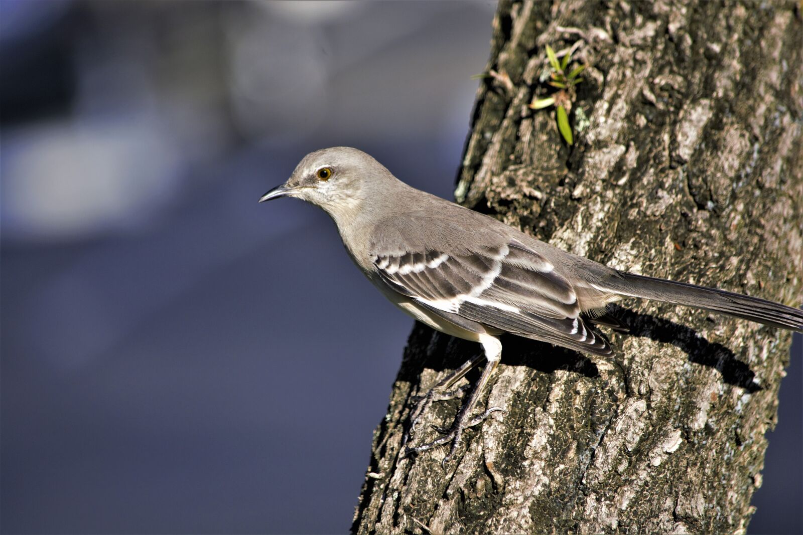 Nikon D7100 sample photo. Bird, songbird, on tree photography