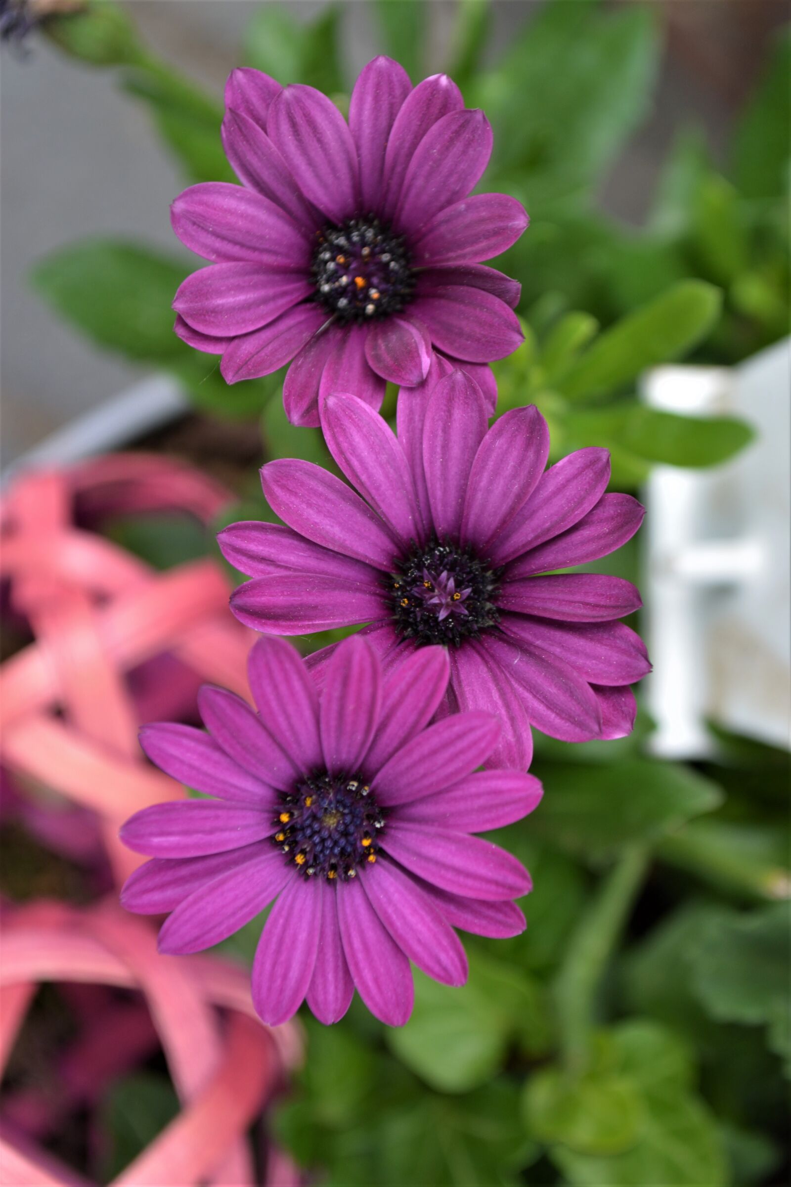 Nikon D5200 sample photo. Purple, flower, purple flower photography