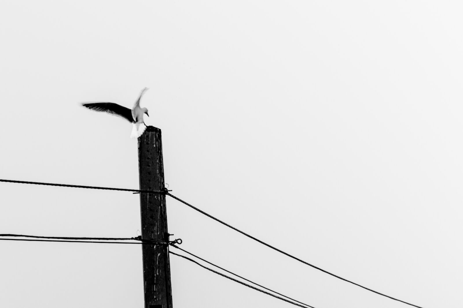 Canon EF 75-300mm f/4-5.6 sample photo. Bird, fly photography