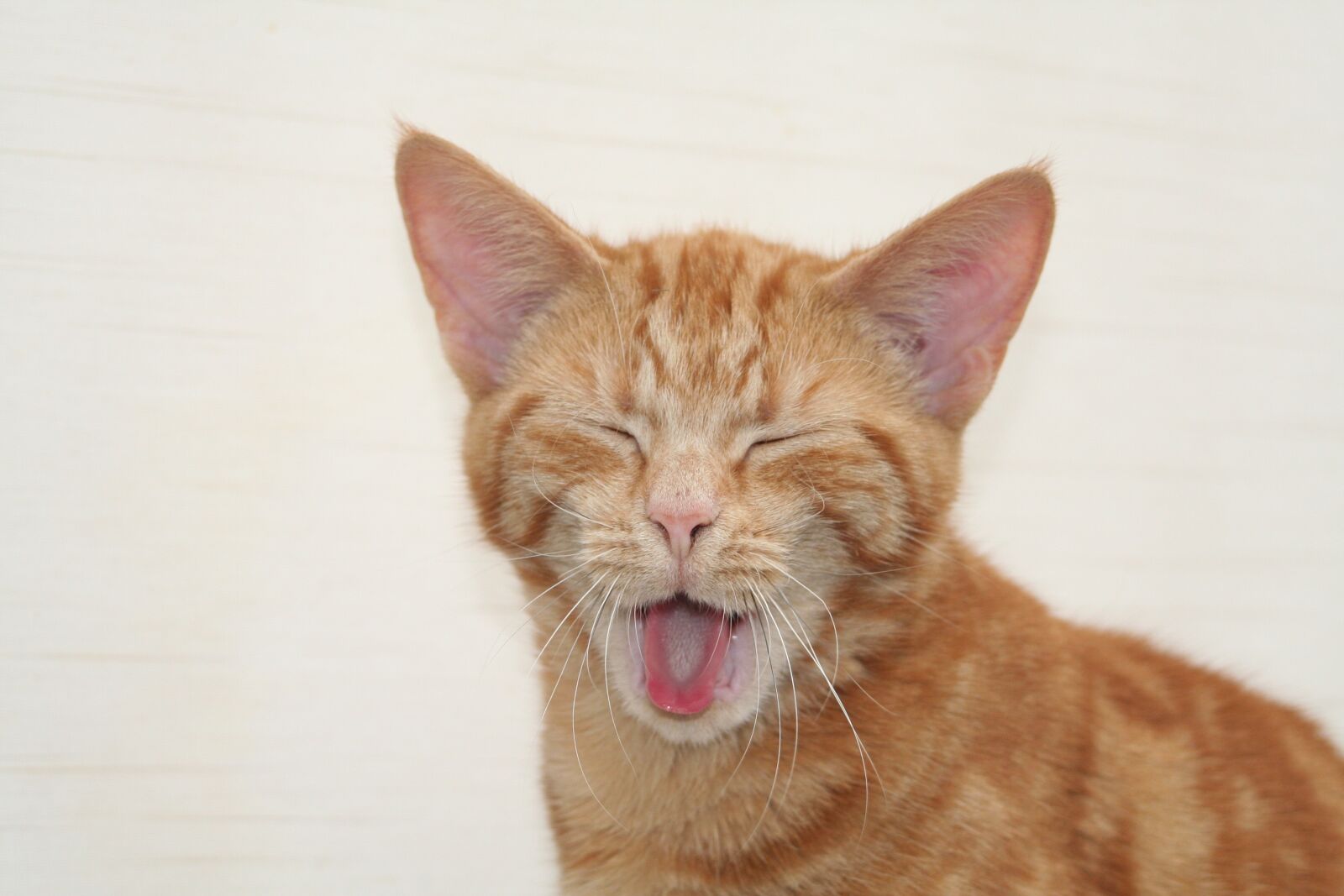 Canon EOS 350D (EOS Digital Rebel XT / EOS Kiss Digital N) sample photo. Cat, pet, yawn photography
