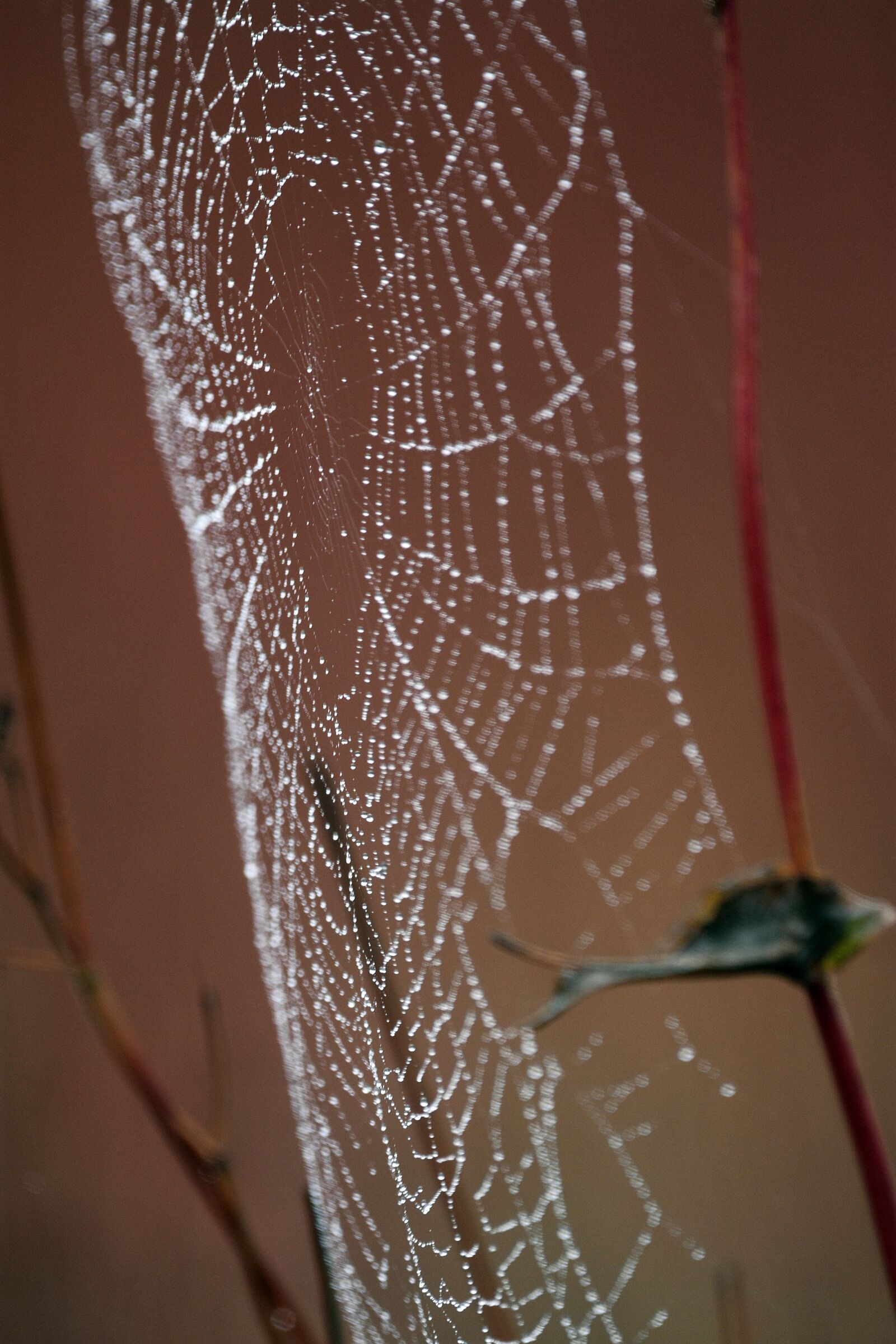 Nikon D3400 sample photo. Cobweb, spider, hotel photography