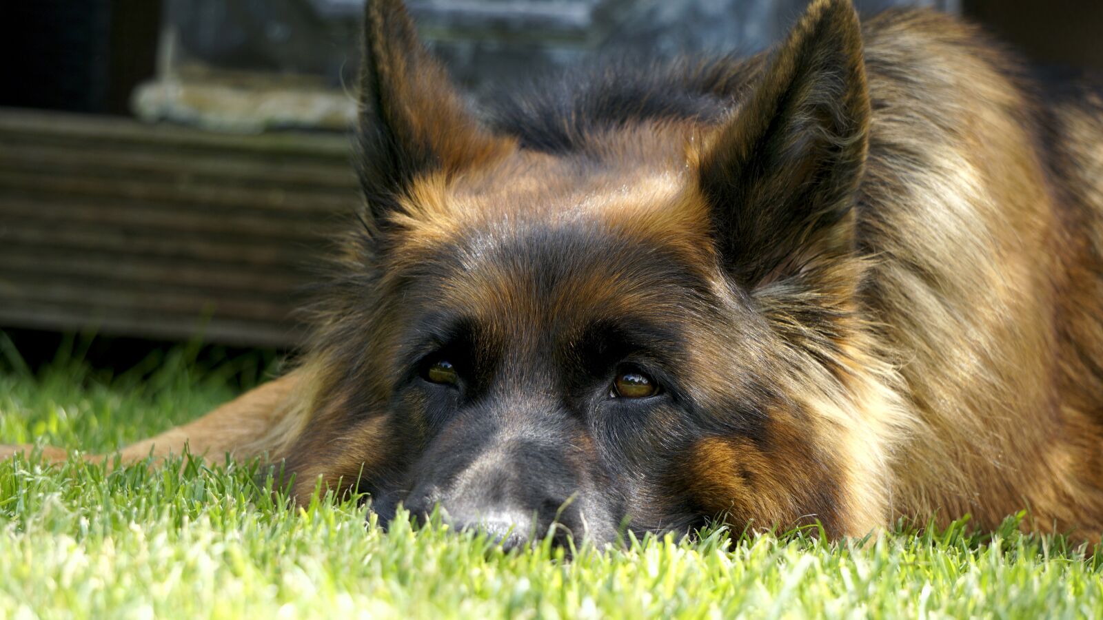 Sony E 55-210mm F4.5-6.3 OSS sample photo. Sch fer dog, dog photography