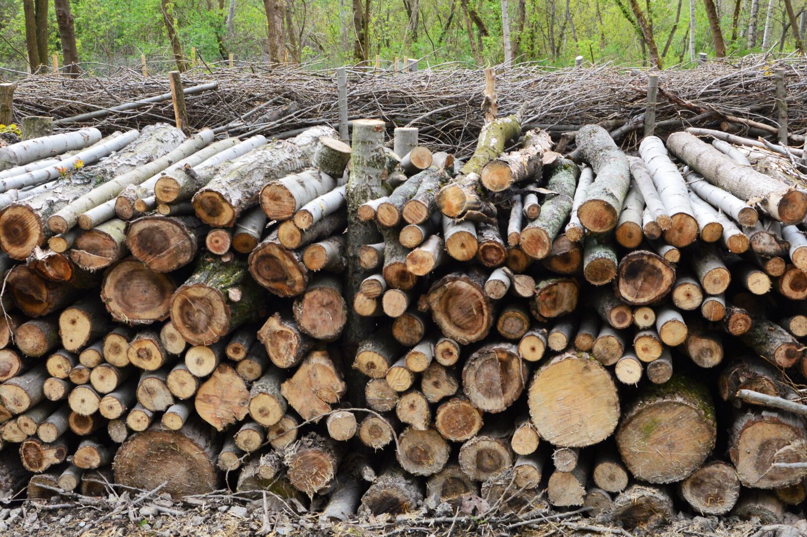 Nikon D3200 sample photo. Piles of deadwood, deadwood photography