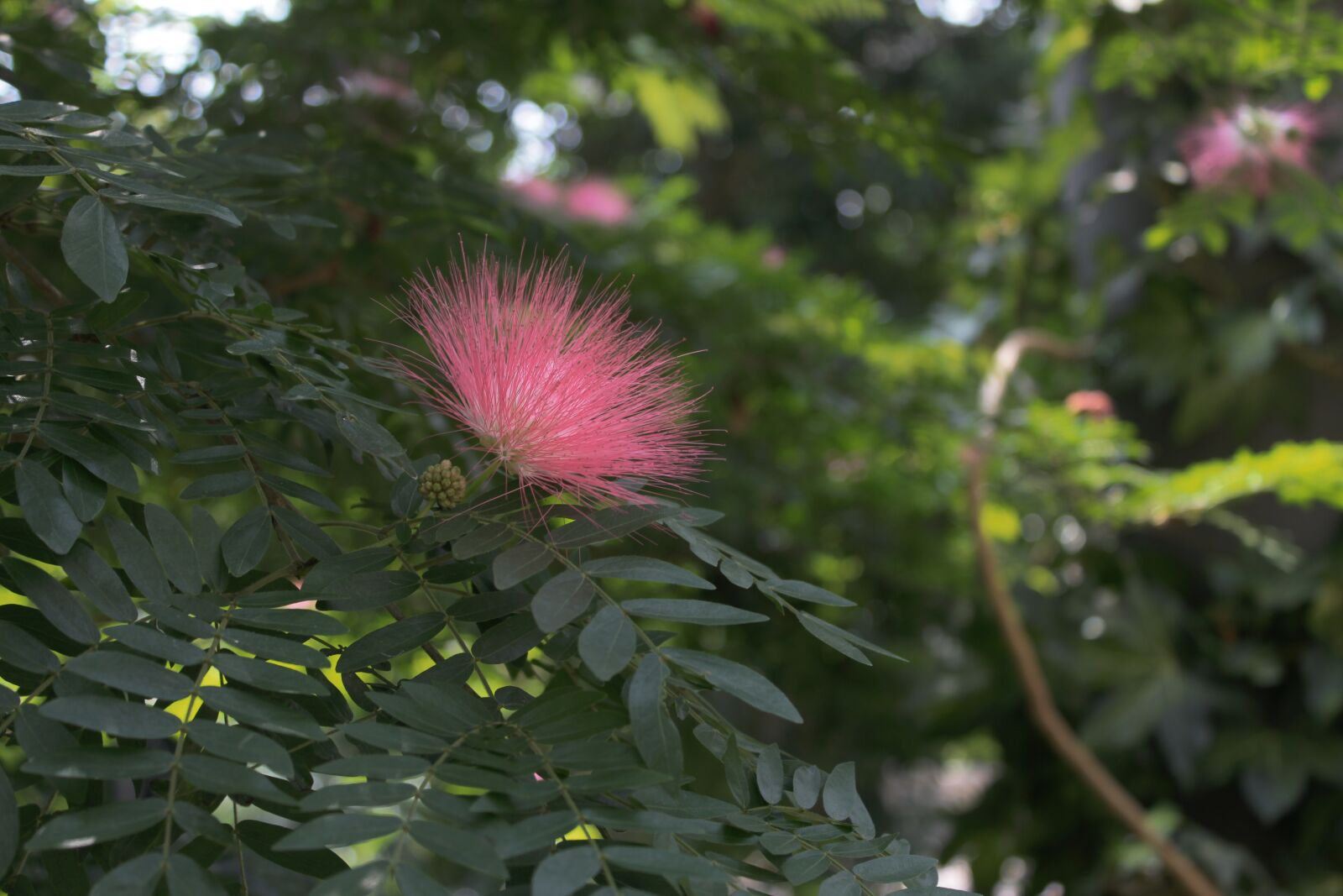 Canon EOS 550D (EOS Rebel T2i / EOS Kiss X4) sample photo. Fuzzy, flower, plant photography