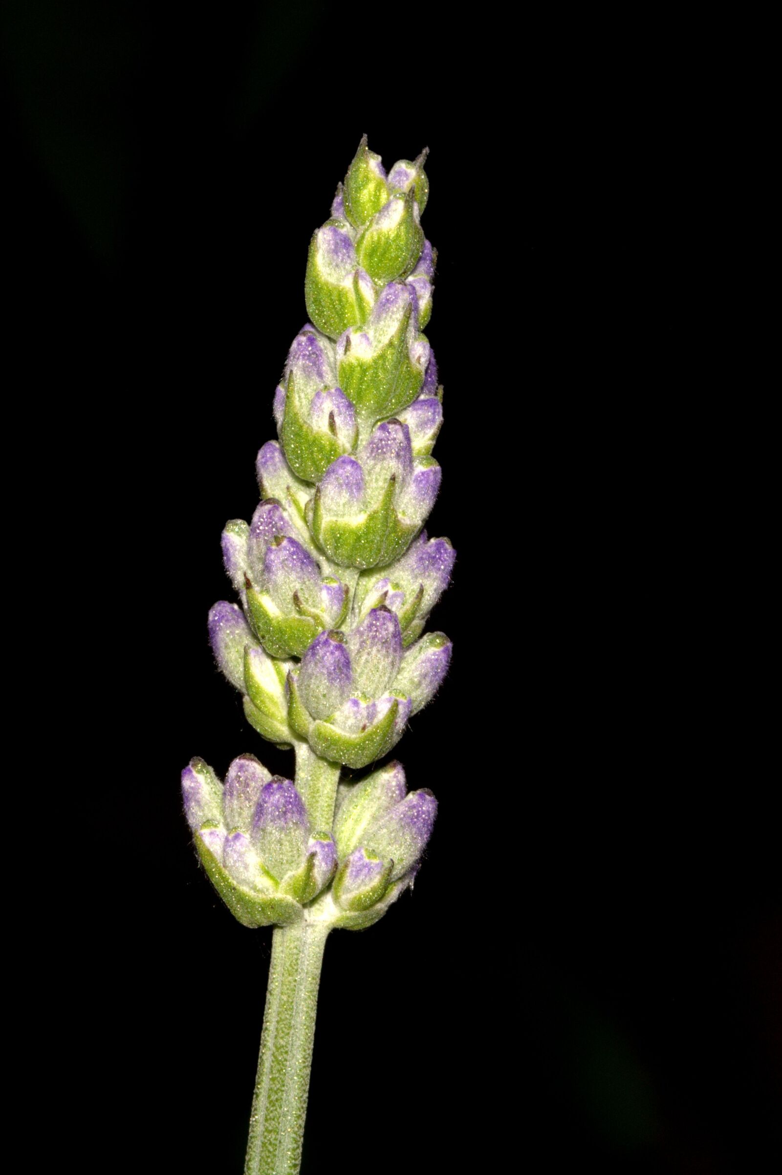 Nikon D5200 sample photo. Lavender, blossom, bloom photography