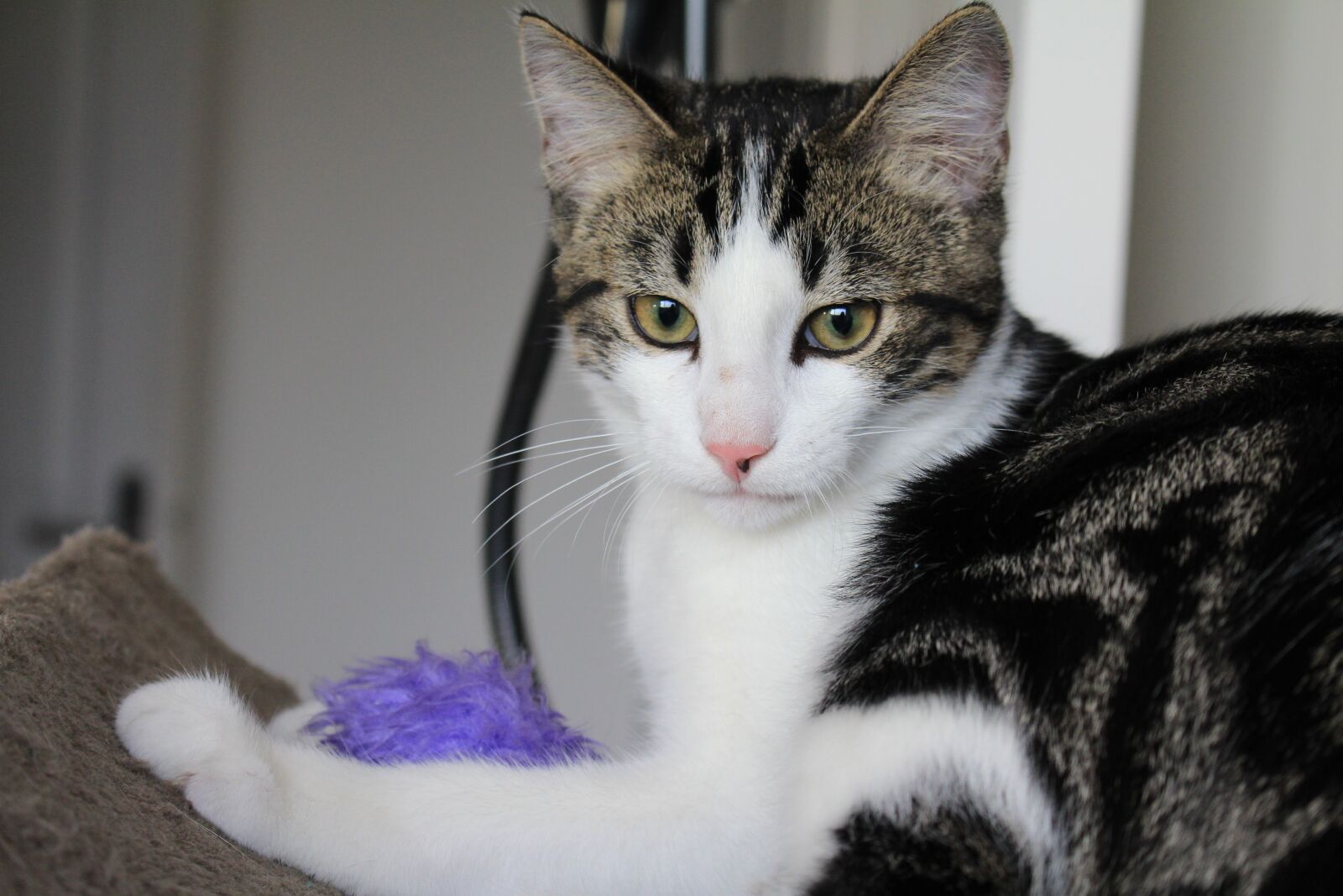 Canon EOS 700D (EOS Rebel T5i / EOS Kiss X7i) sample photo. Cat, kitten, pet photography