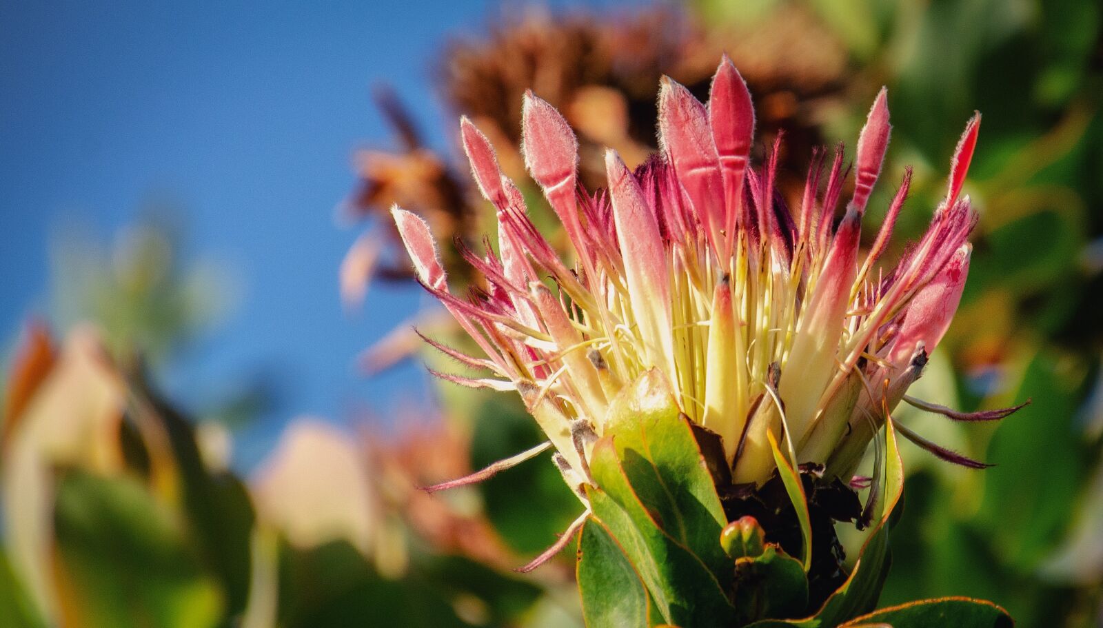 Nikon D7000 sample photo. Protea, pink, flower photography