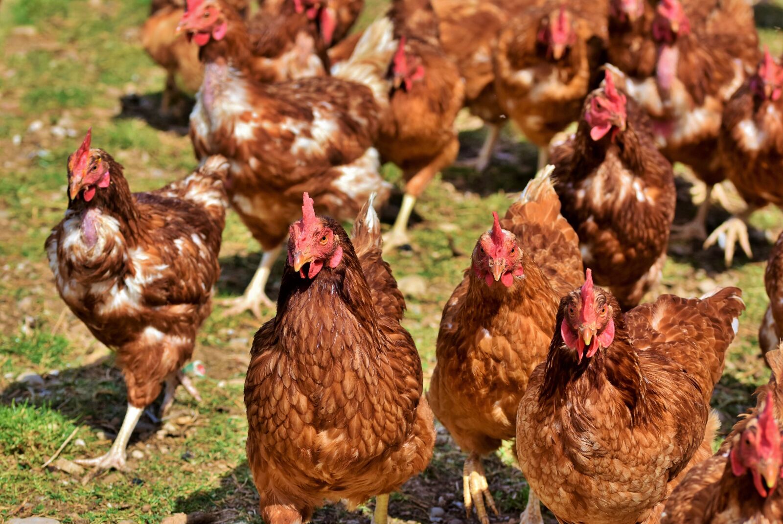 Nikon D7200 sample photo. Chicken, hen, poultry photography