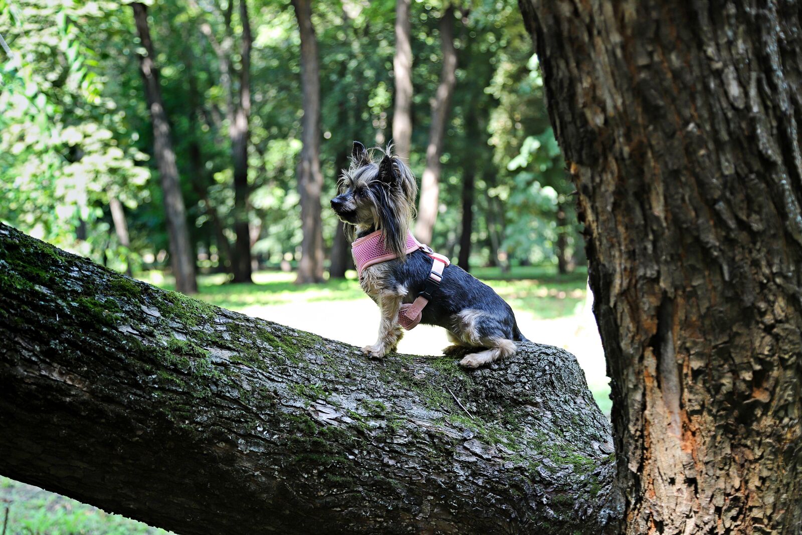 Canon EOS 6D Mark II sample photo. Yorkshire terrier, dog, wood photography