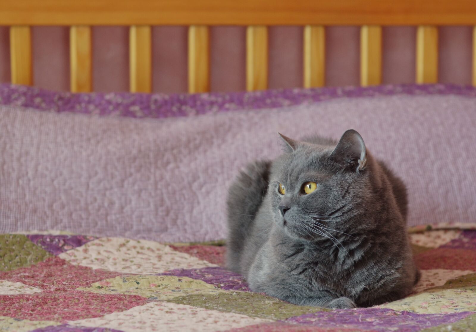 Nikon D5100 sample photo. Cat, feline, domestic photography