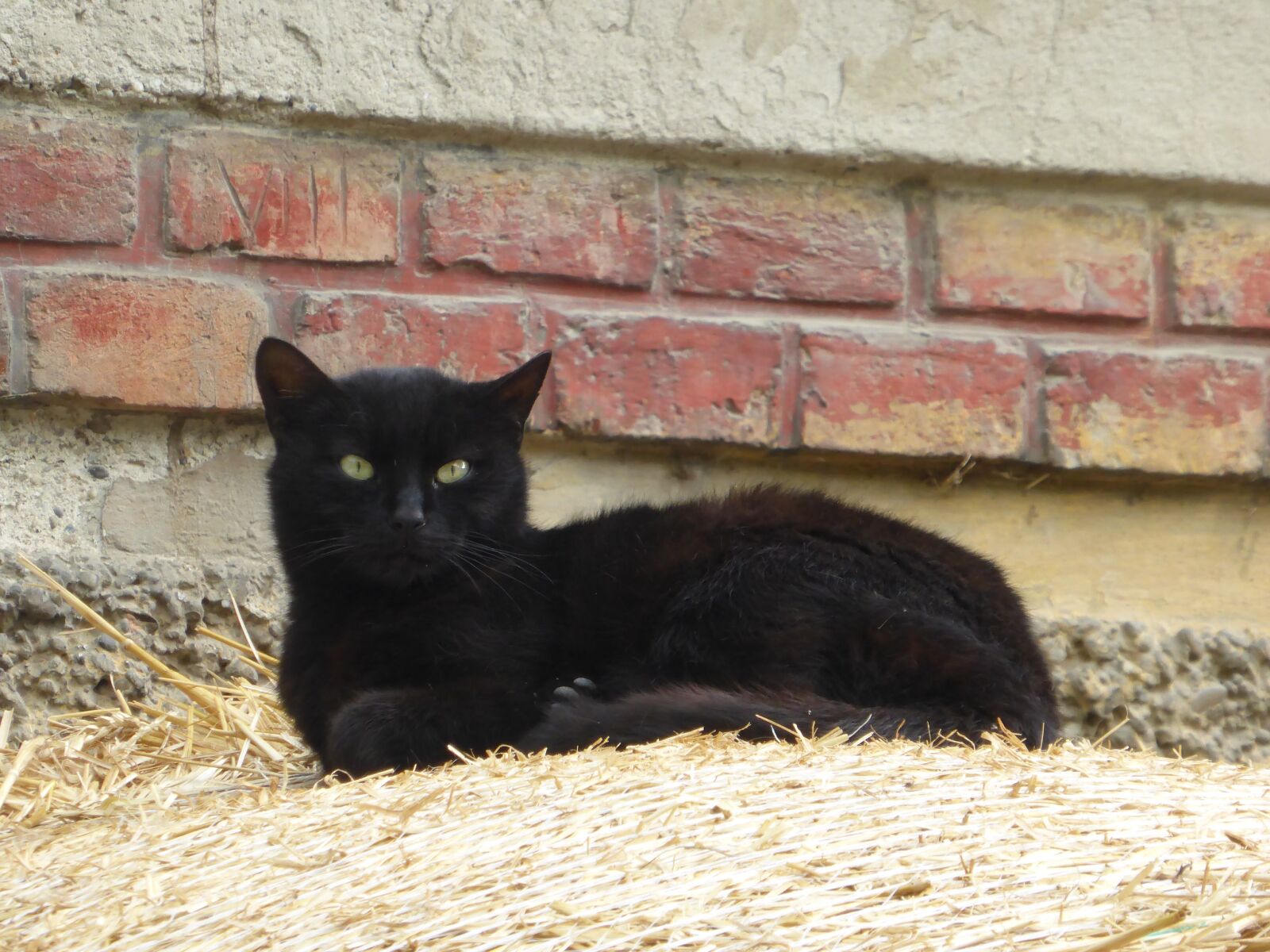 Panasonic Lumix DMC-ZS30 (Lumix DMC-TZ40) sample photo. Cat, animal, pet photography