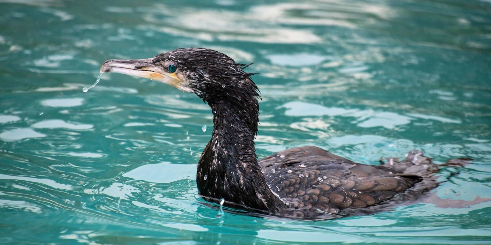 Nikon D500 sample photo. Water, bird, wildlife, outdoor photography
