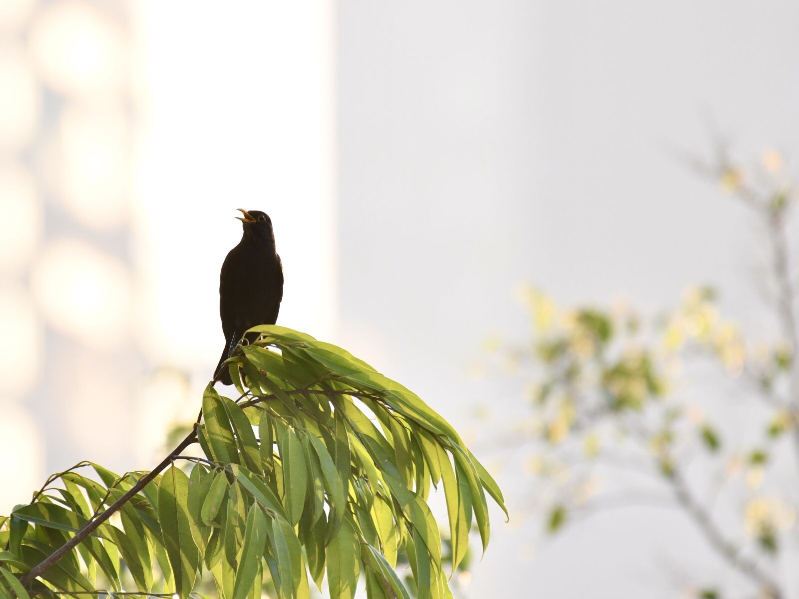 Nikon D850 sample photo. Bird, blackbird, black photography